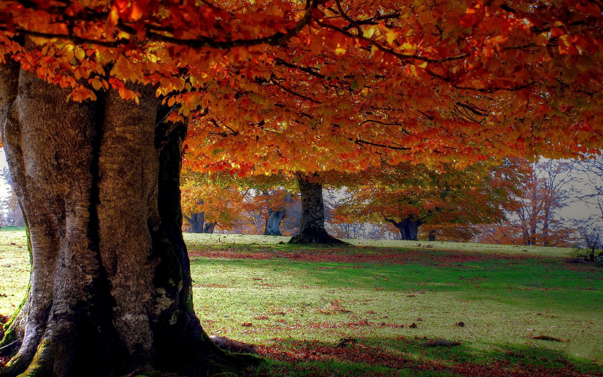 Handy-Wallpaper Herbst, Erde/natur kostenlos herunterladen.