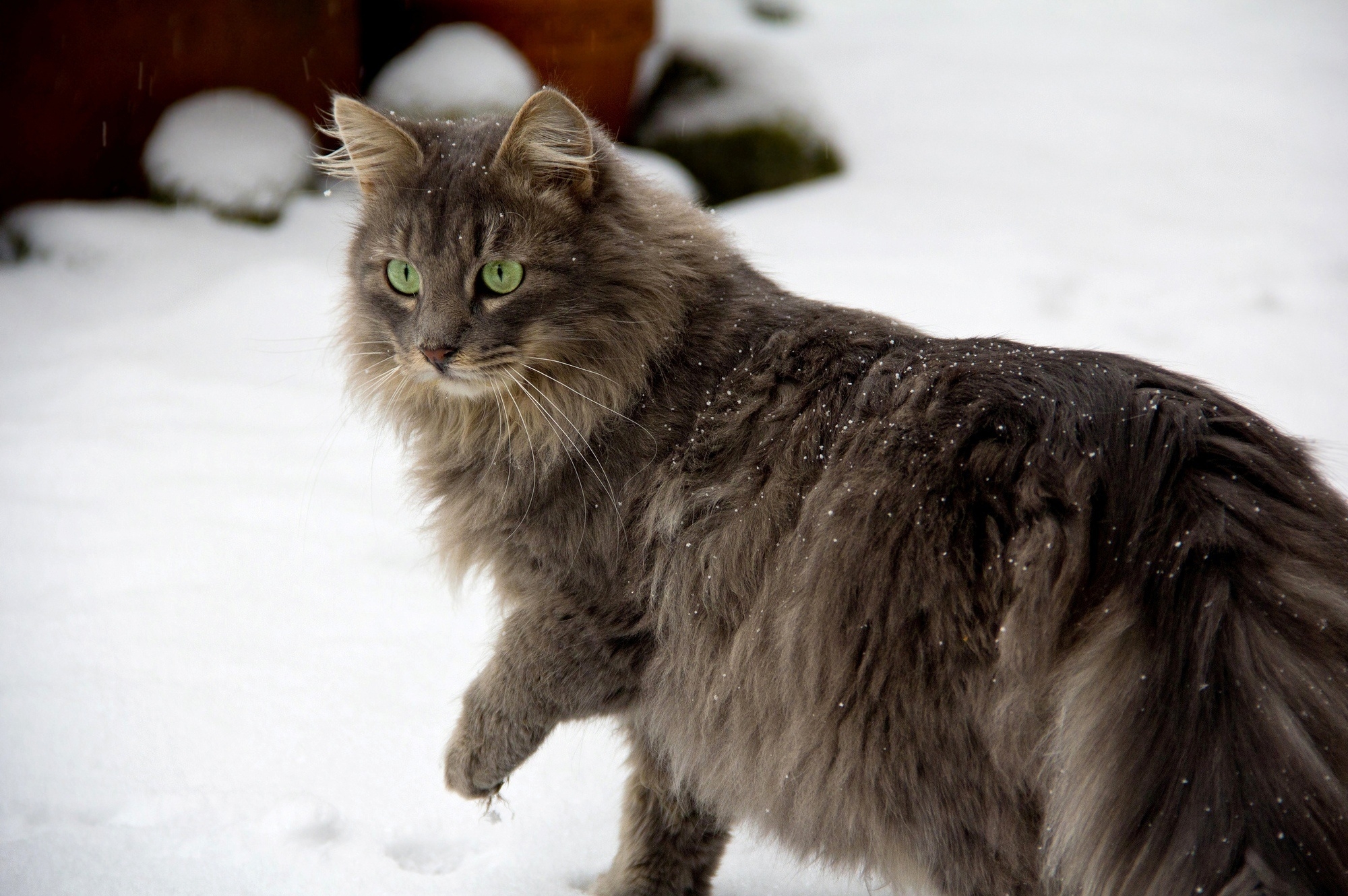 142701 завантажити картинку тварини, сніг, кіт, кішка, пухнастий, прогулянка, прогулятися, обережність - шпалери і заставки безкоштовно