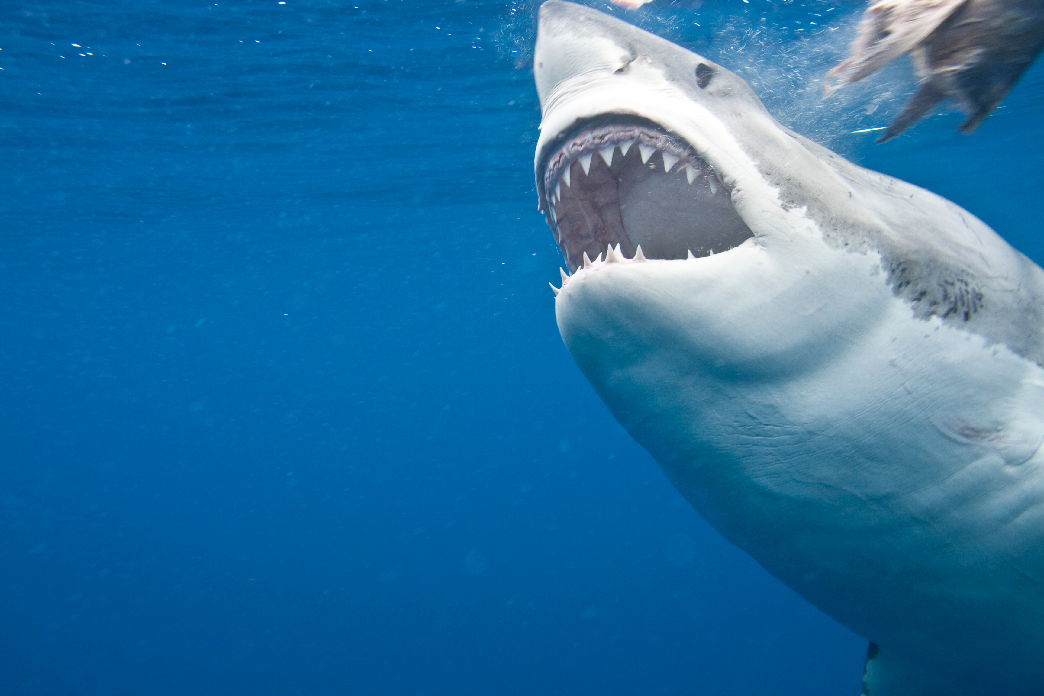 Laden Sie das Tiere, Hai, Haie-Bild kostenlos auf Ihren PC-Desktop herunter