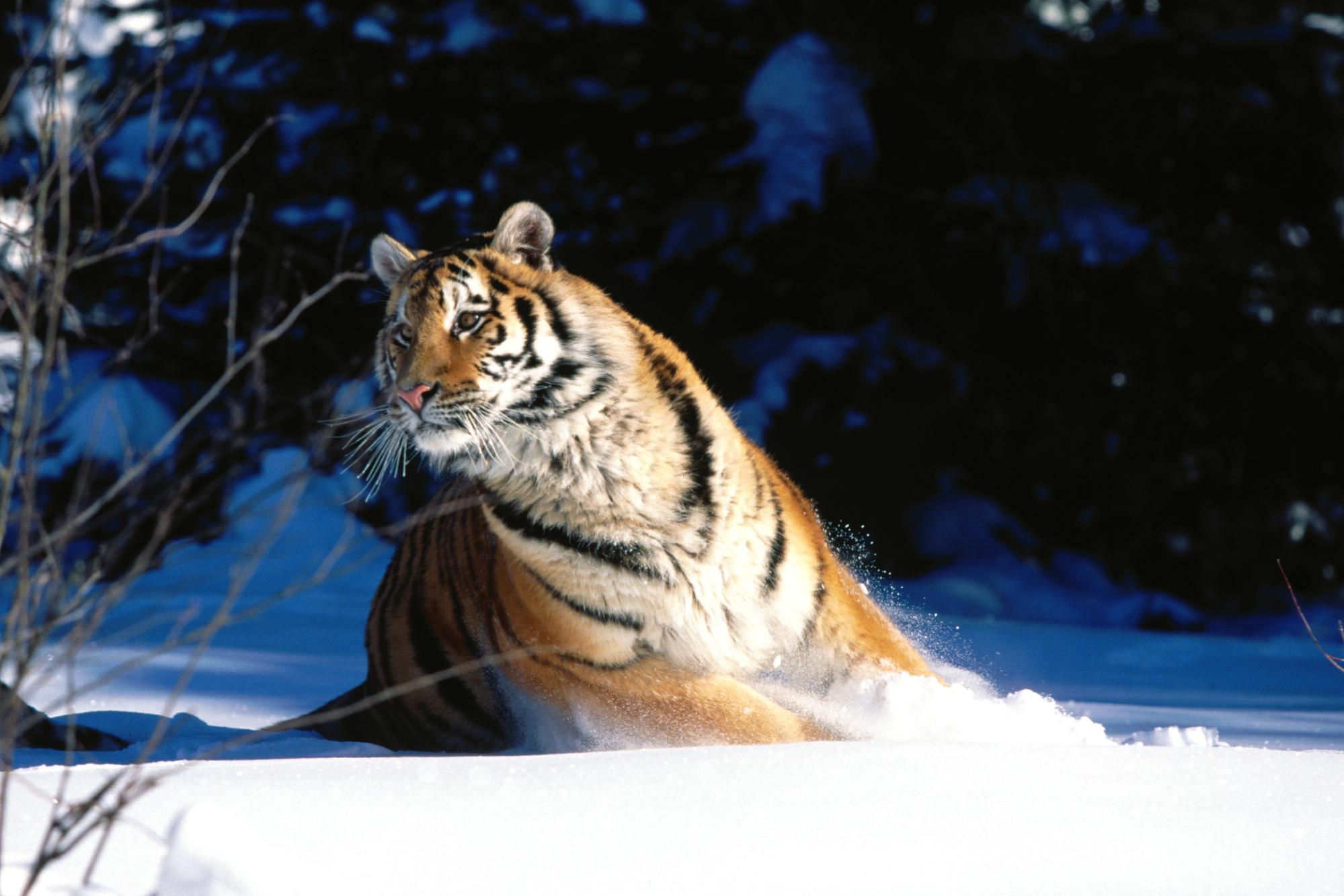 Téléchargez des papiers peints mobile Animaux, Chats, Tigre gratuitement.