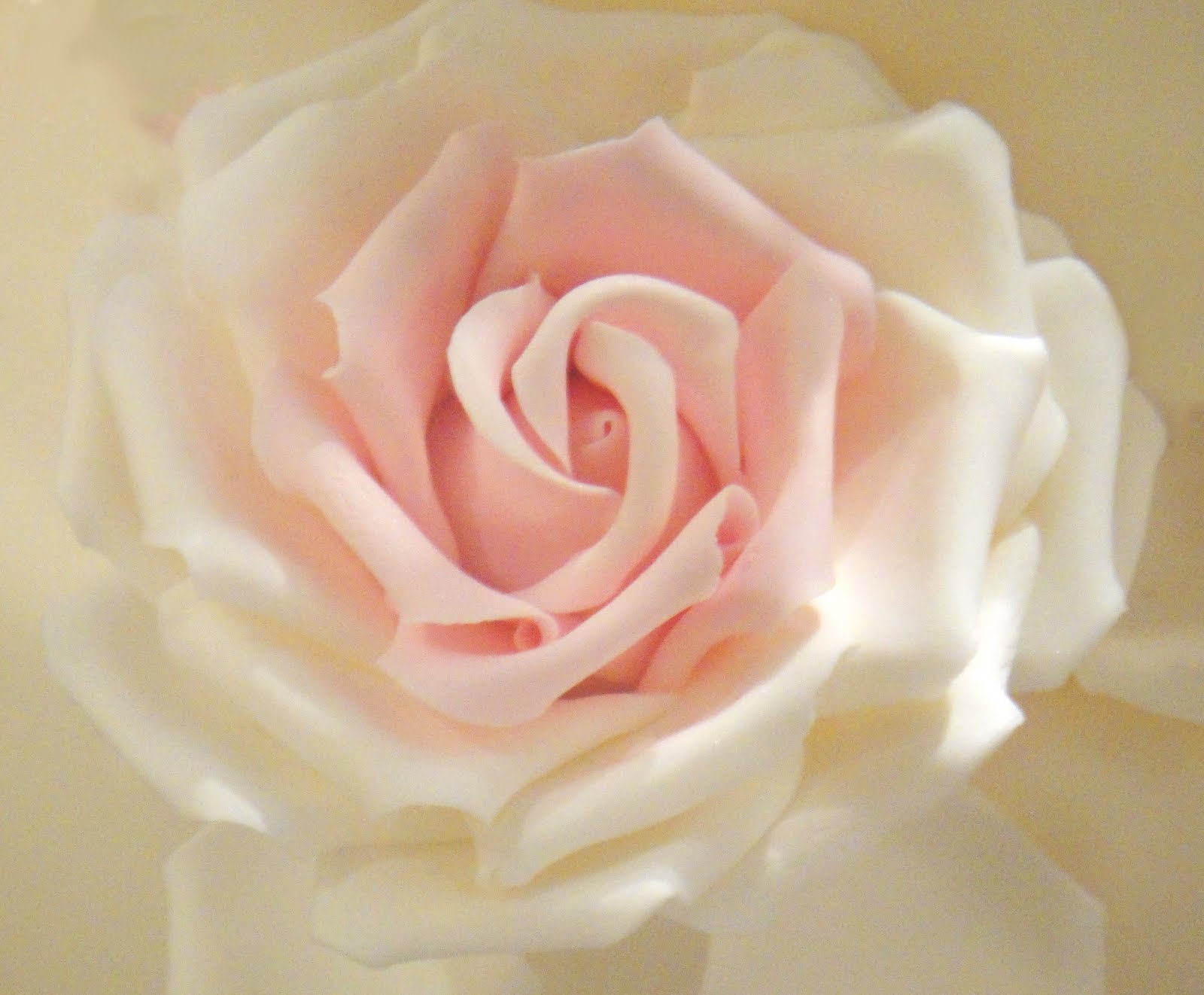 Baixar papel de parede para celular de Flores, Rosa, Terra/natureza gratuito.