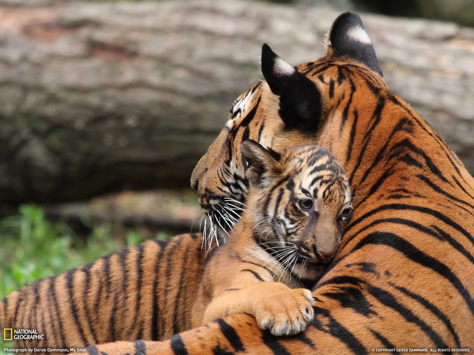 Baixar papel de parede para celular de Animais, Gatos, Tigre gratuito.