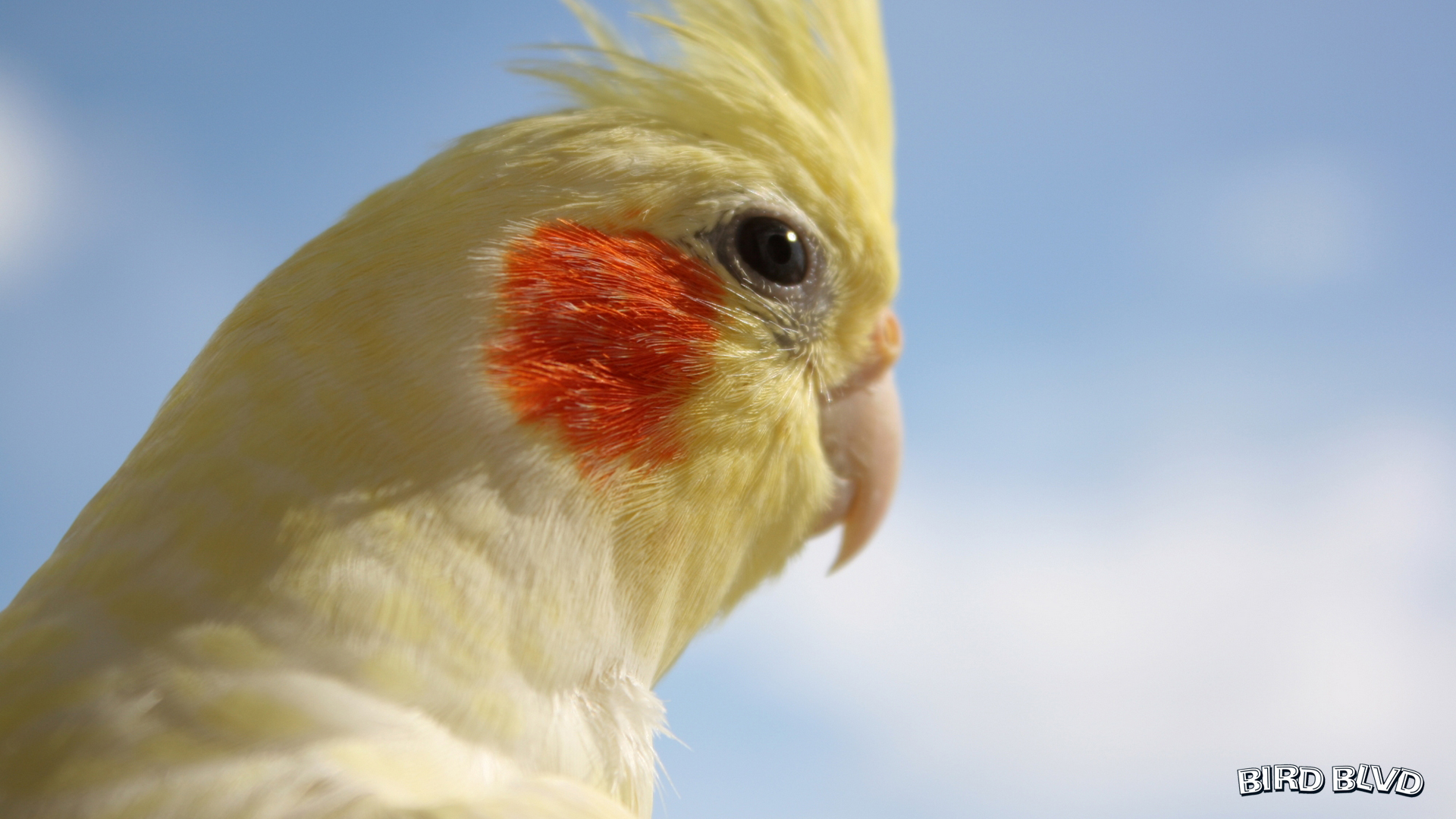 473068 télécharger l'image animaux, calopsitte, oiseau, perruche, perroquet, jaune, des oiseaux - fonds d'écran et économiseurs d'écran gratuits