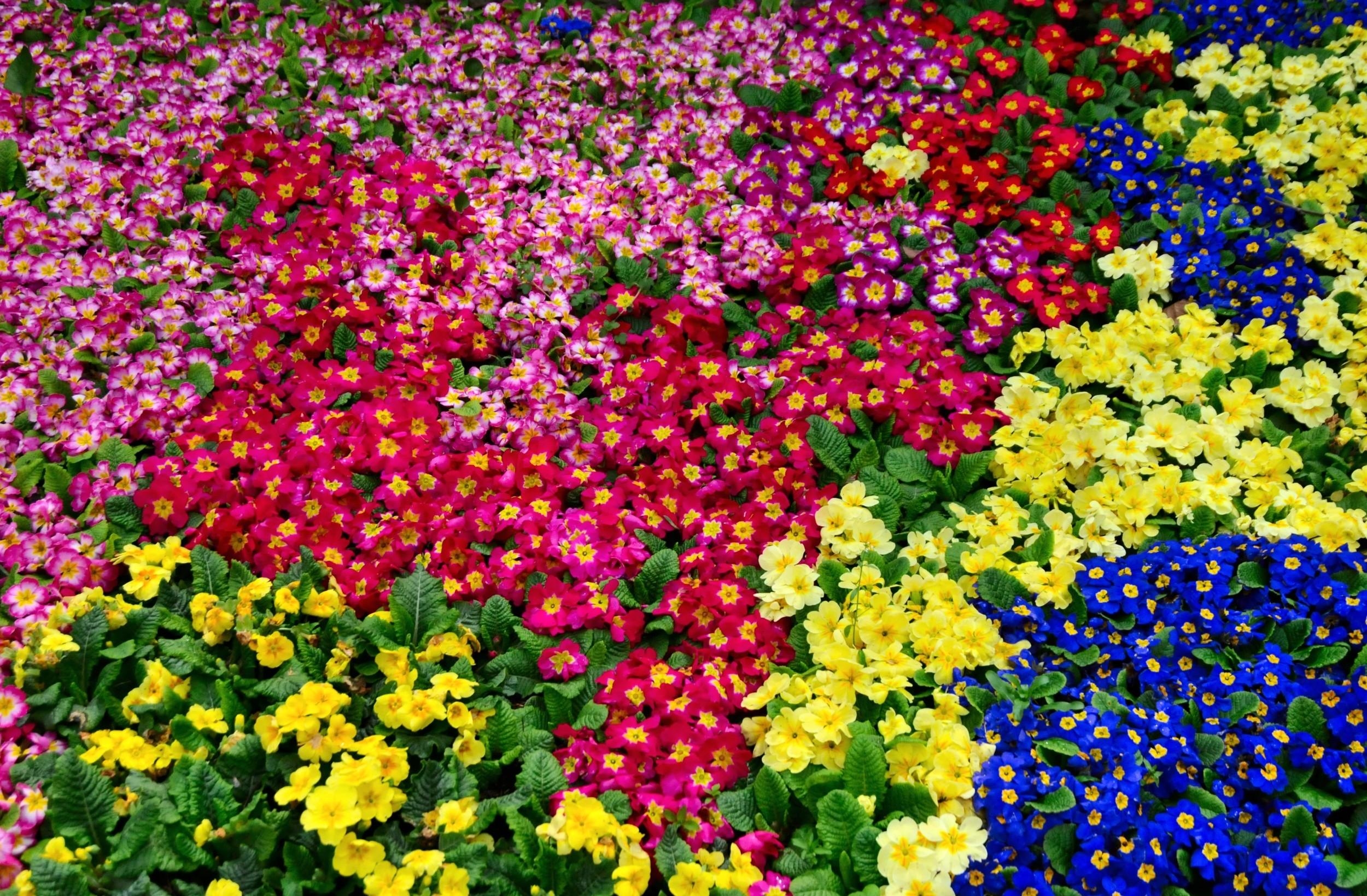 134390 télécharger l'image fleurs, brillant, coloré, parcelle, beaucoup, primevère - fonds d'écran et économiseurs d'écran gratuits