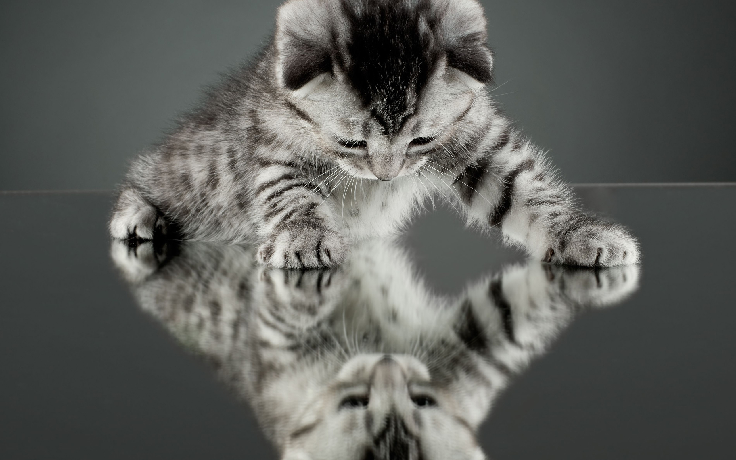 Download mobile wallpaper Kitten, Cat, Cats, Animal, Cute, Reflection for free.