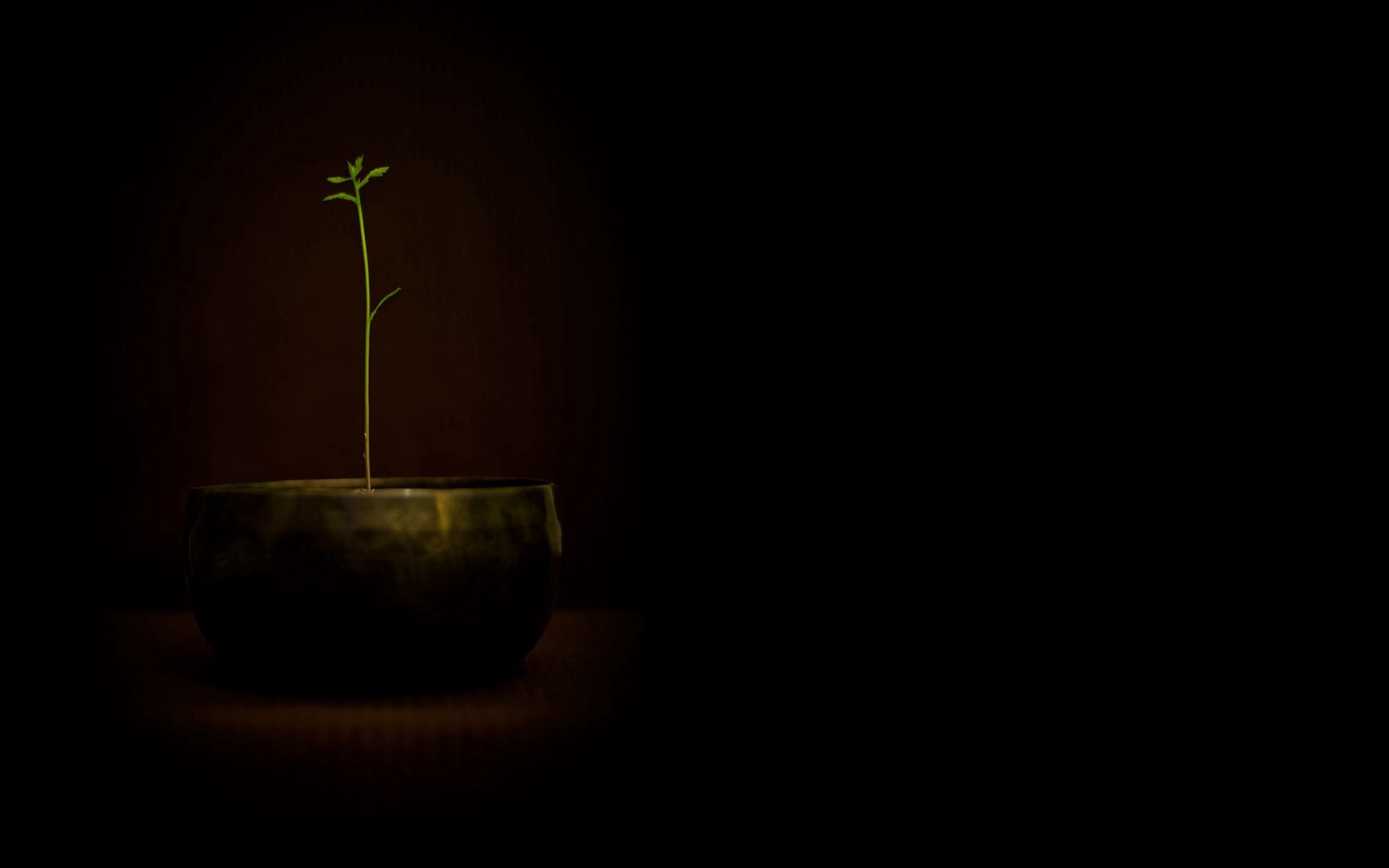 plant, minimalism, pot, sprout