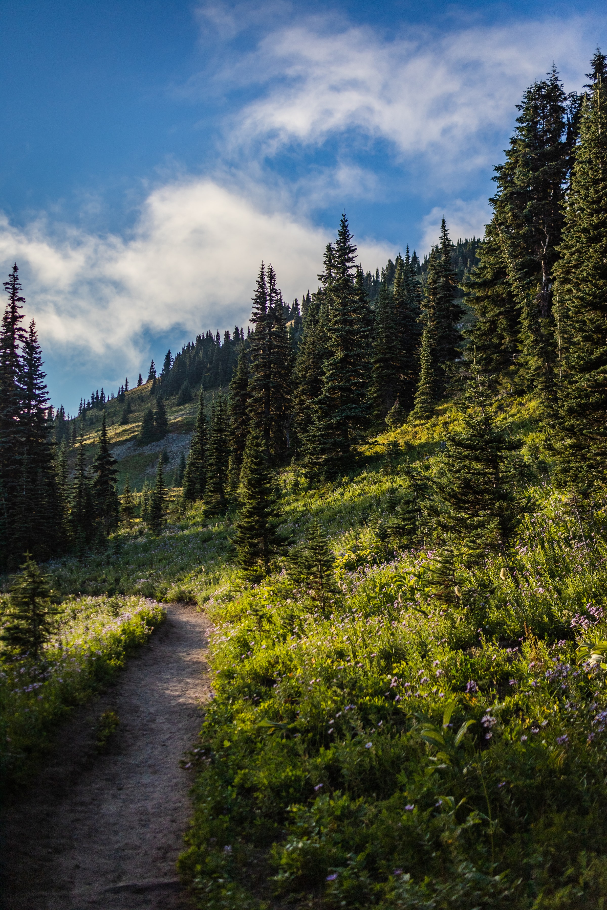 trees, slope, nature, flowers, forest, spruce, fir, path