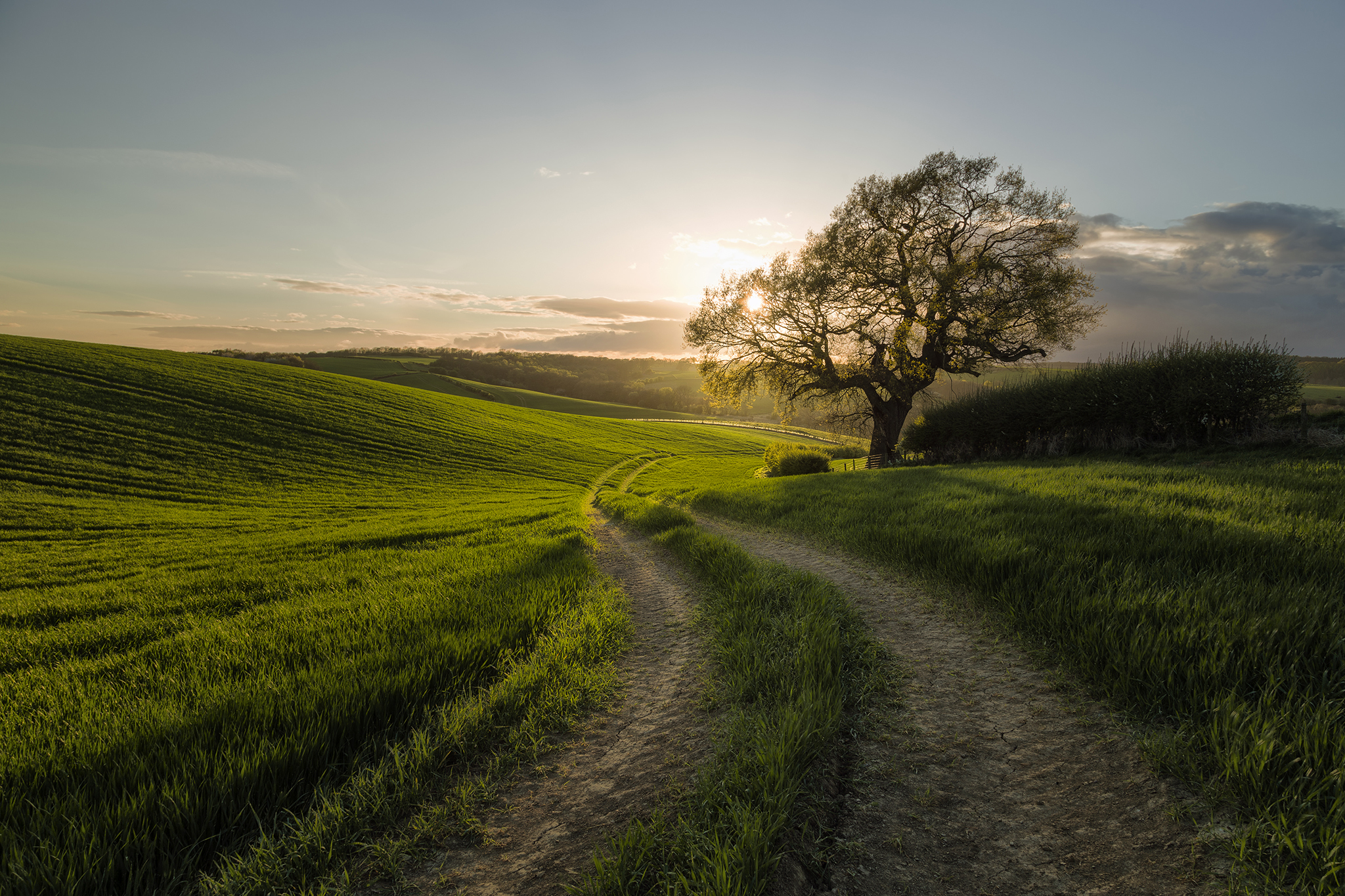 Free download wallpaper Landscape, Nature, Grass, Tree, Earth, Dirt Road on your PC desktop