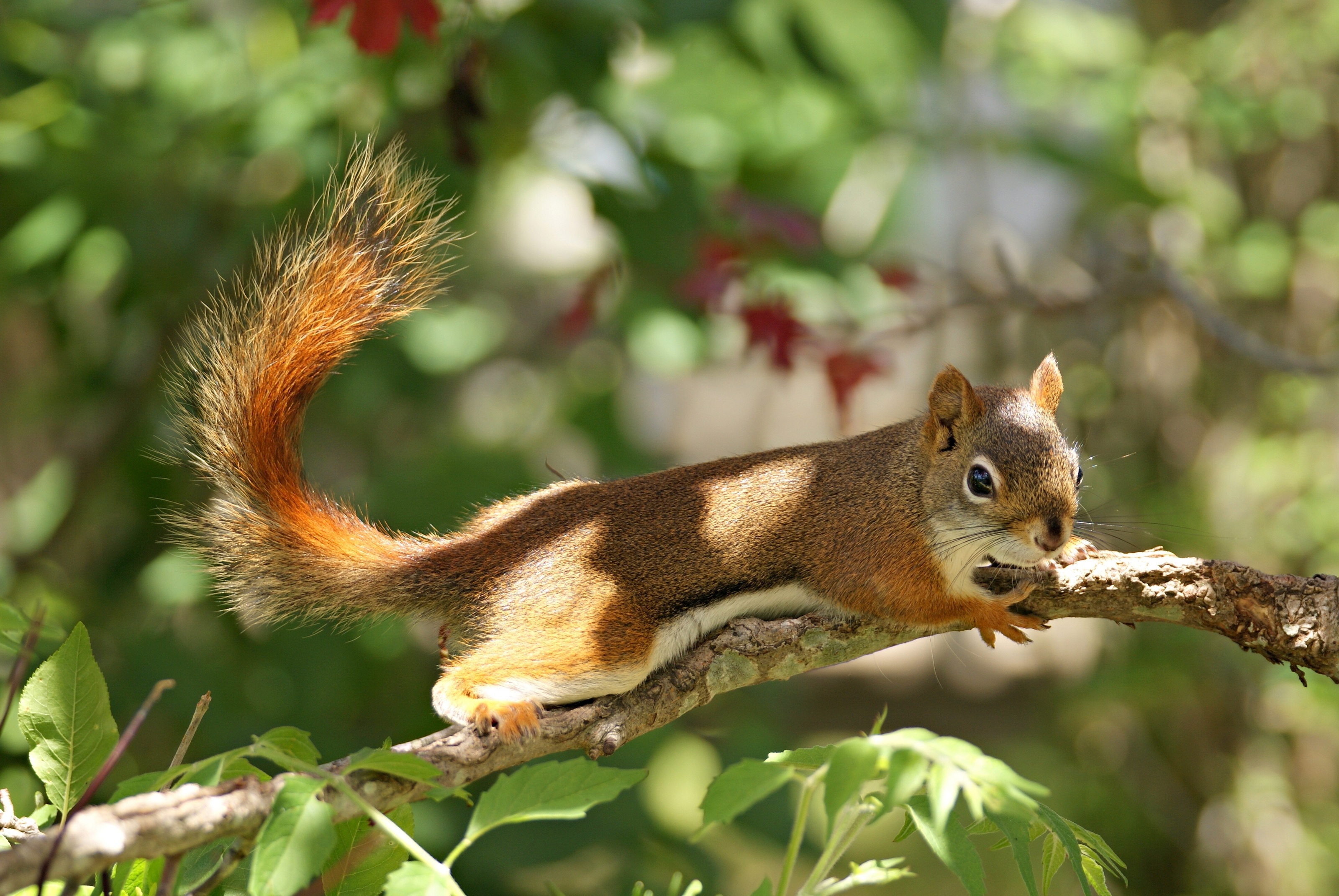 Download mobile wallpaper Squirrel, Light, Animal for free.