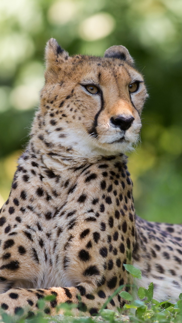 Handy-Wallpaper Tiere, Katzen, Gepard kostenlos herunterladen.