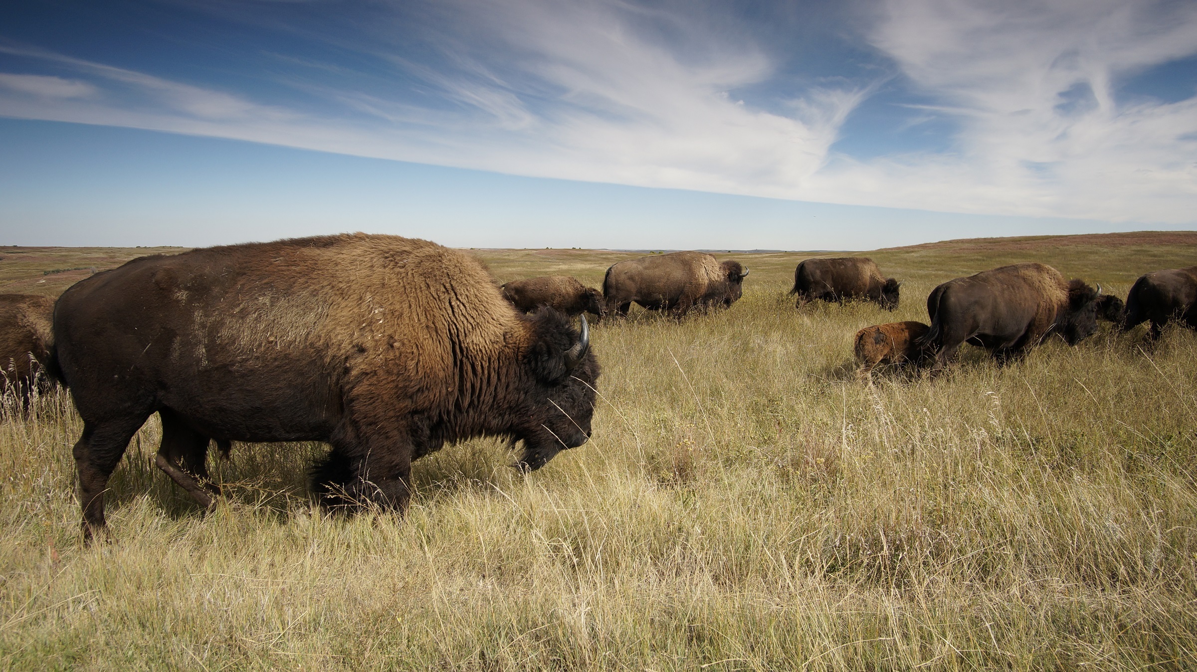 750306 descargar imagen animales, bisonte americano, búfalo, rebaño, mamífero: fondos de pantalla y protectores de pantalla gratis