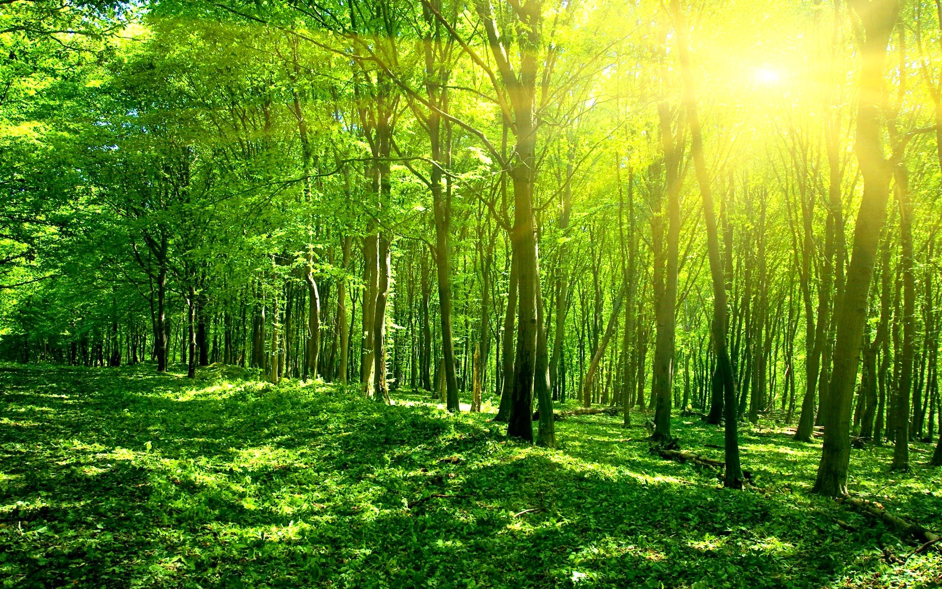Download mobile wallpaper Forest, Tree, Earth for free.
