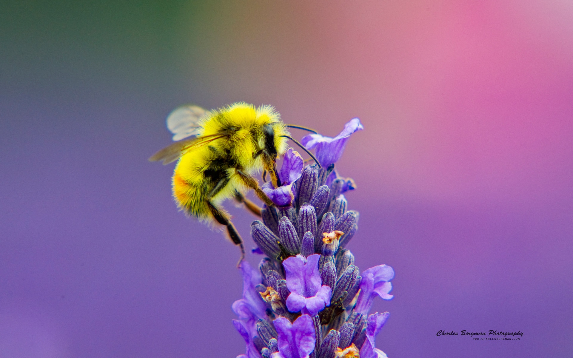 Скачать обои бесплатно Животные, Насекомые, Цветок, Пчела, Фиолетовый Цветок картинка на рабочий стол ПК