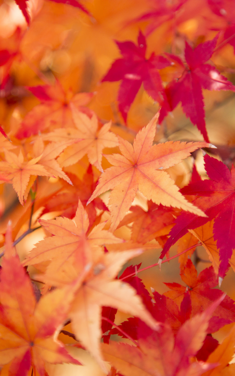 Descarga gratuita de fondo de pantalla para móvil de Naturaleza, Otoño, Hoja, Tierra/naturaleza.