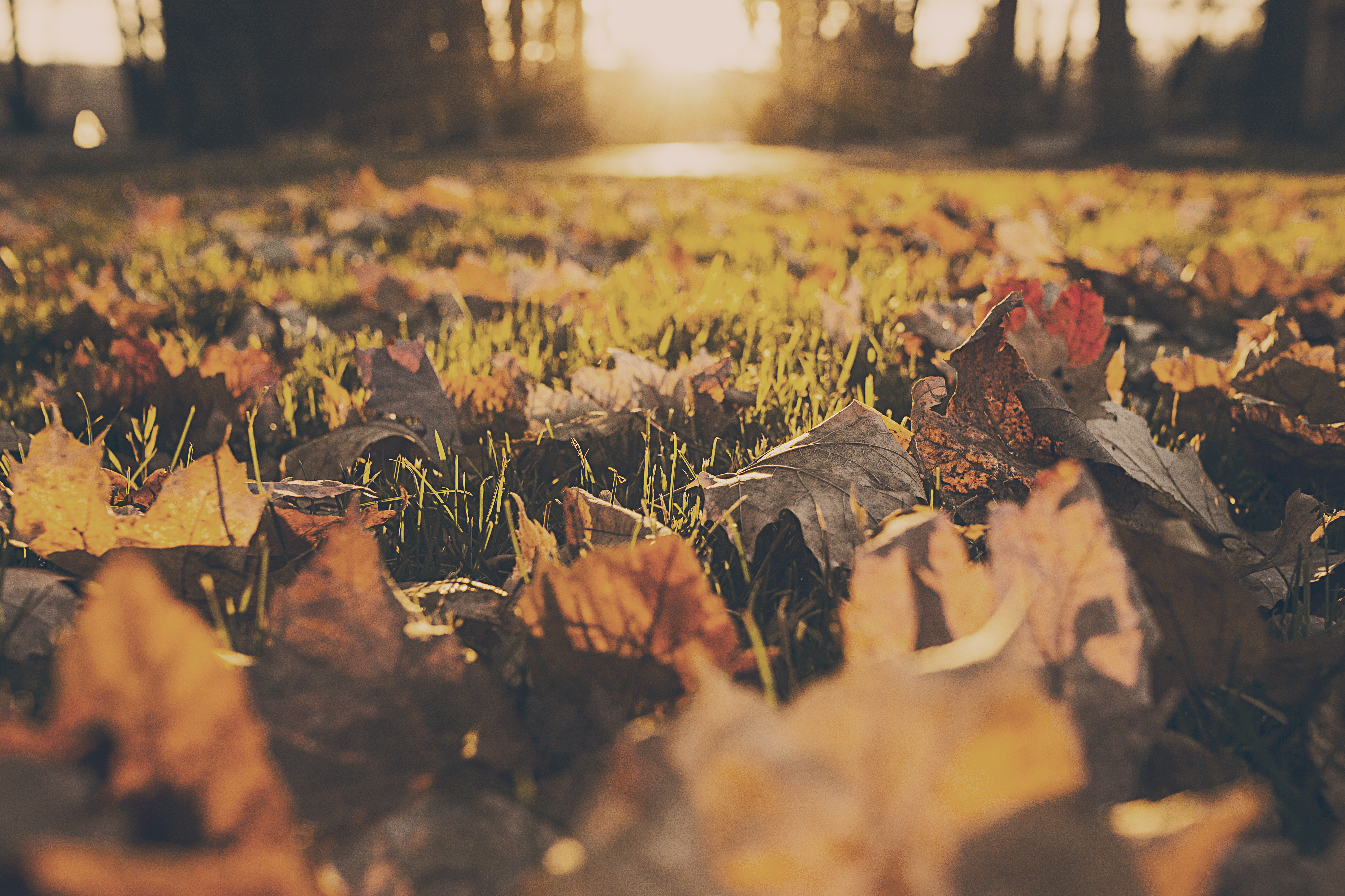 Download mobile wallpaper Nature, Grass, Macro, Leaf, Fall, Earth, Sunny for free.