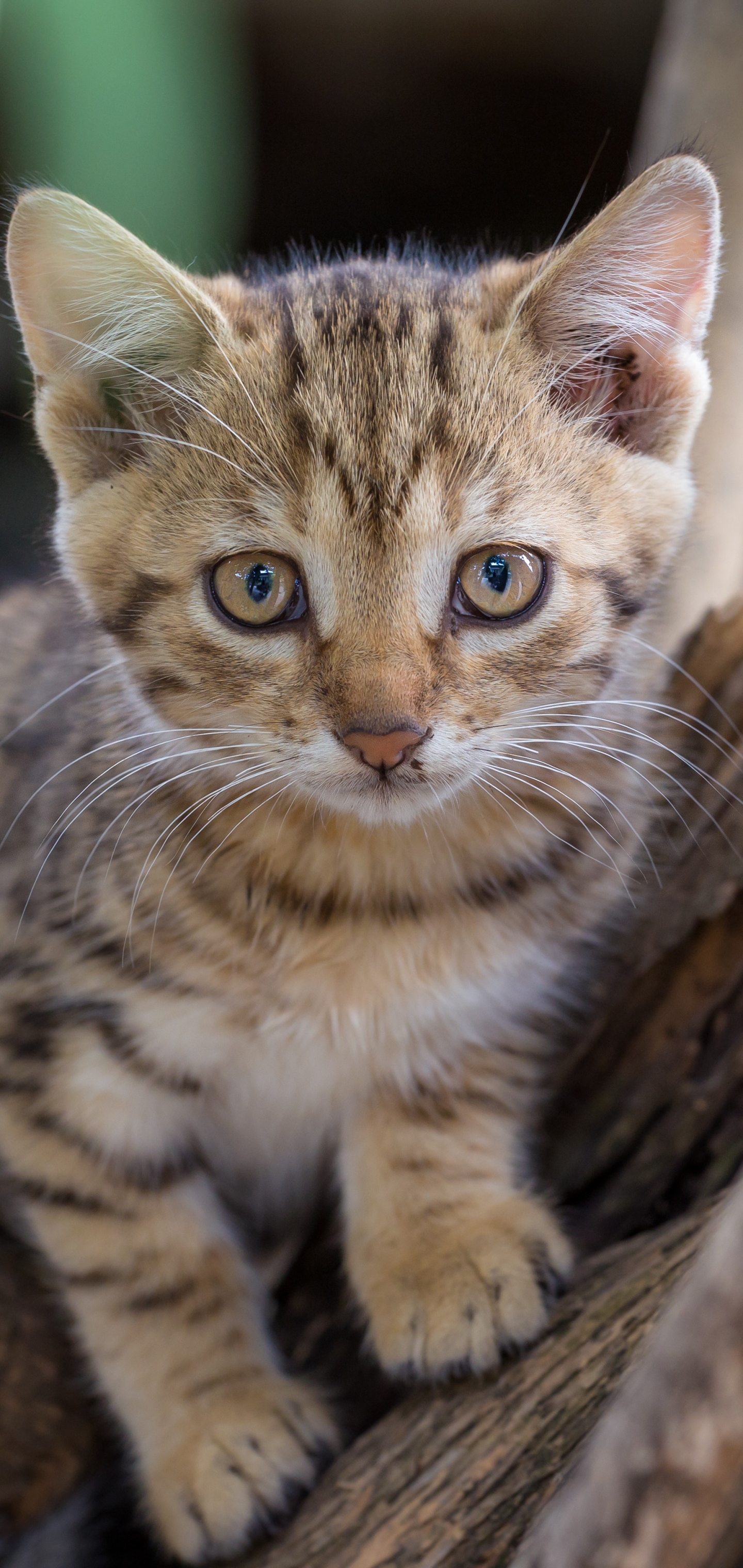 Laden Sie das Tiere, Katzen, Katze, Kätzchen, Süß-Bild kostenlos auf Ihren PC-Desktop herunter