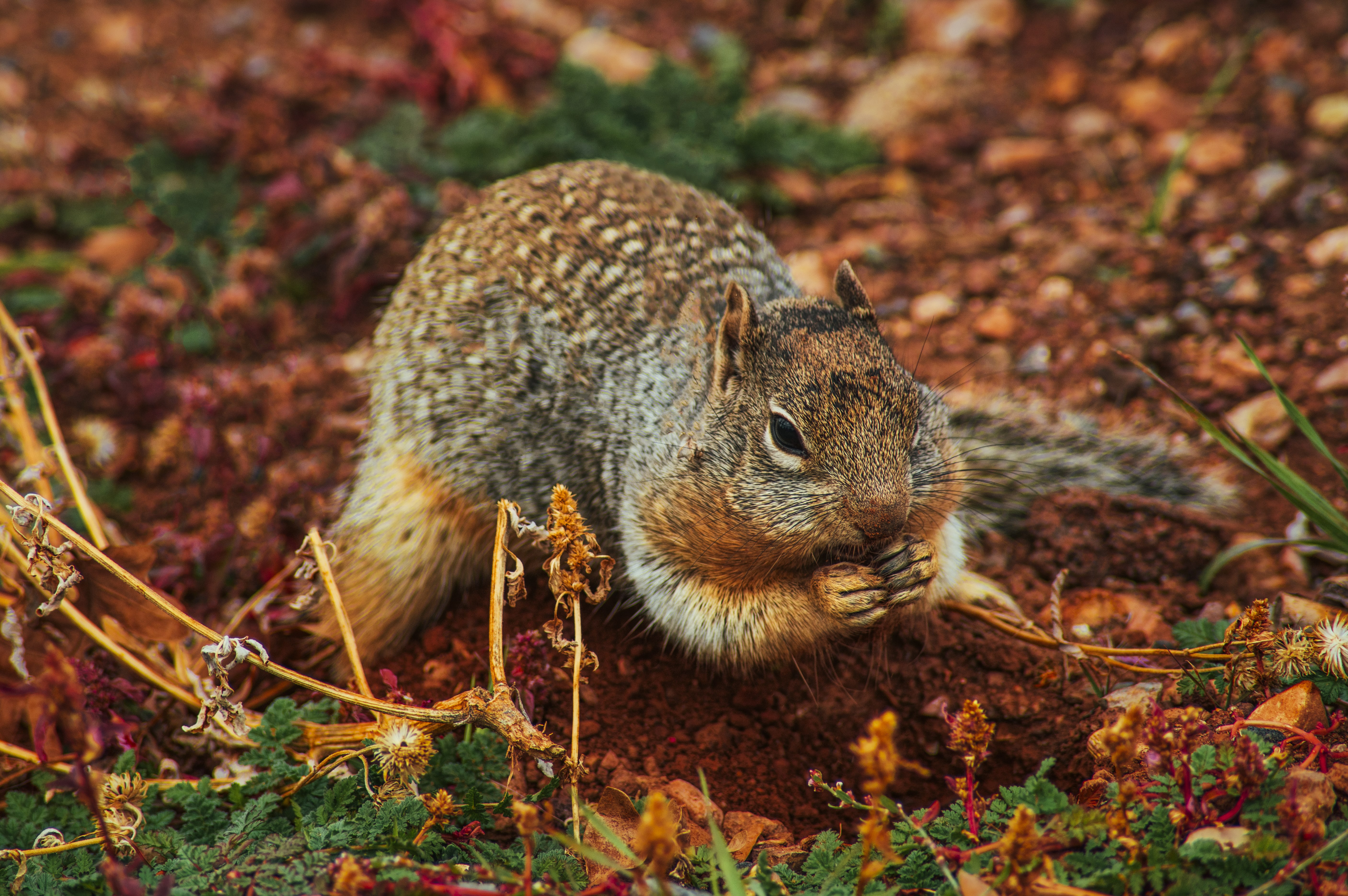 Free download wallpaper Squirrel, Animal, Rodent, Eating on your PC desktop