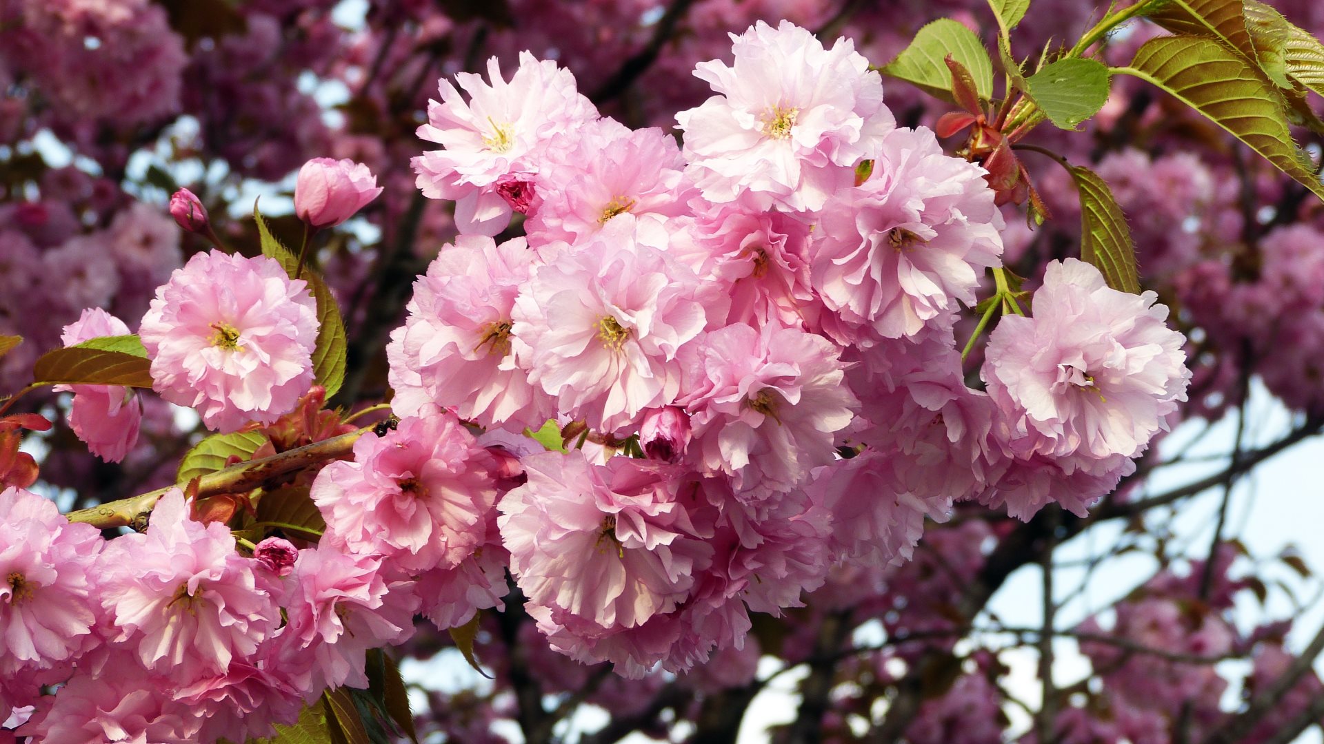 Laden Sie das Natur, Blumen, Blume, Blüte, Kirschblüte, Erde/natur, Pinke Blume-Bild kostenlos auf Ihren PC-Desktop herunter