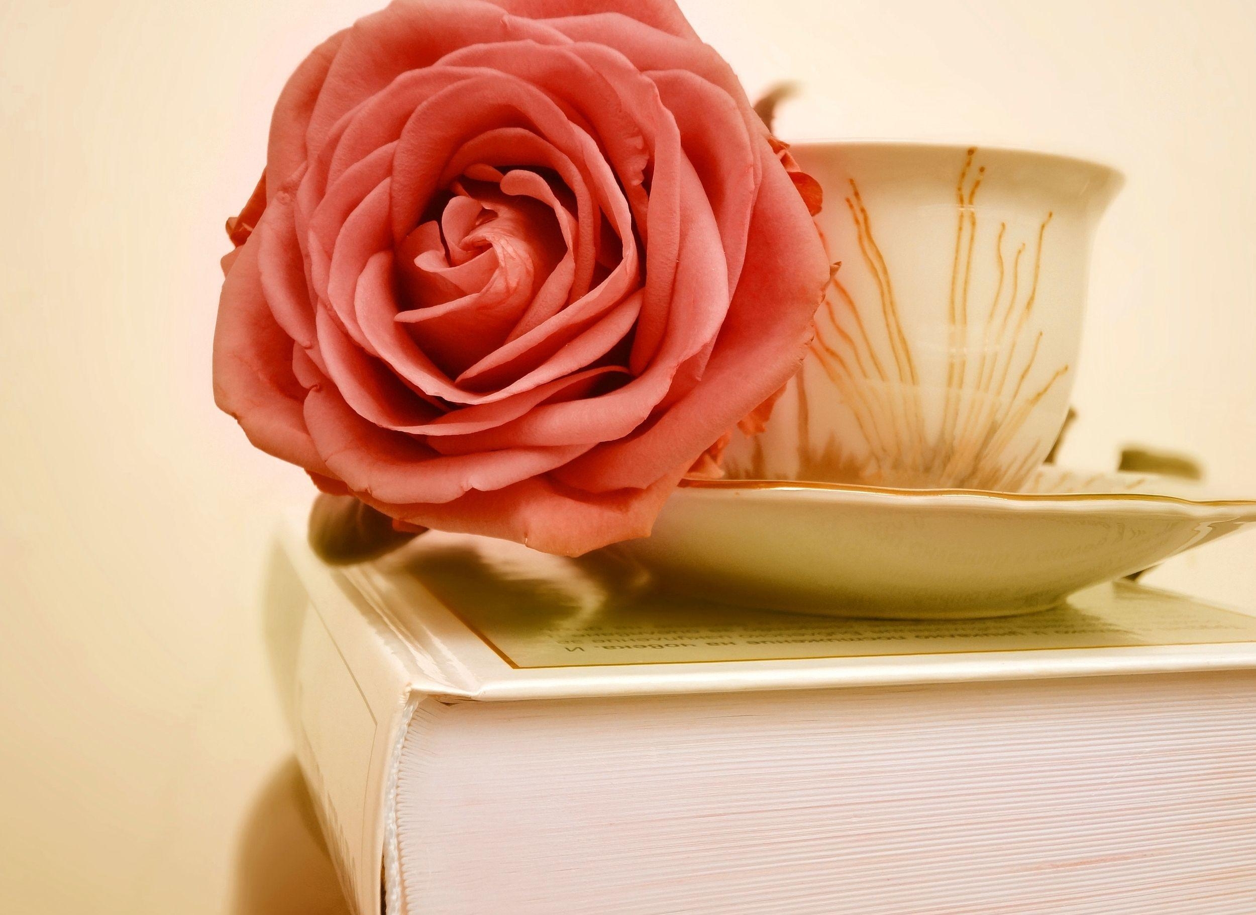 Скачать картинку Цветок, Бутон, Книга, Роза, Цветы, Чашка в телефон бесплатно.