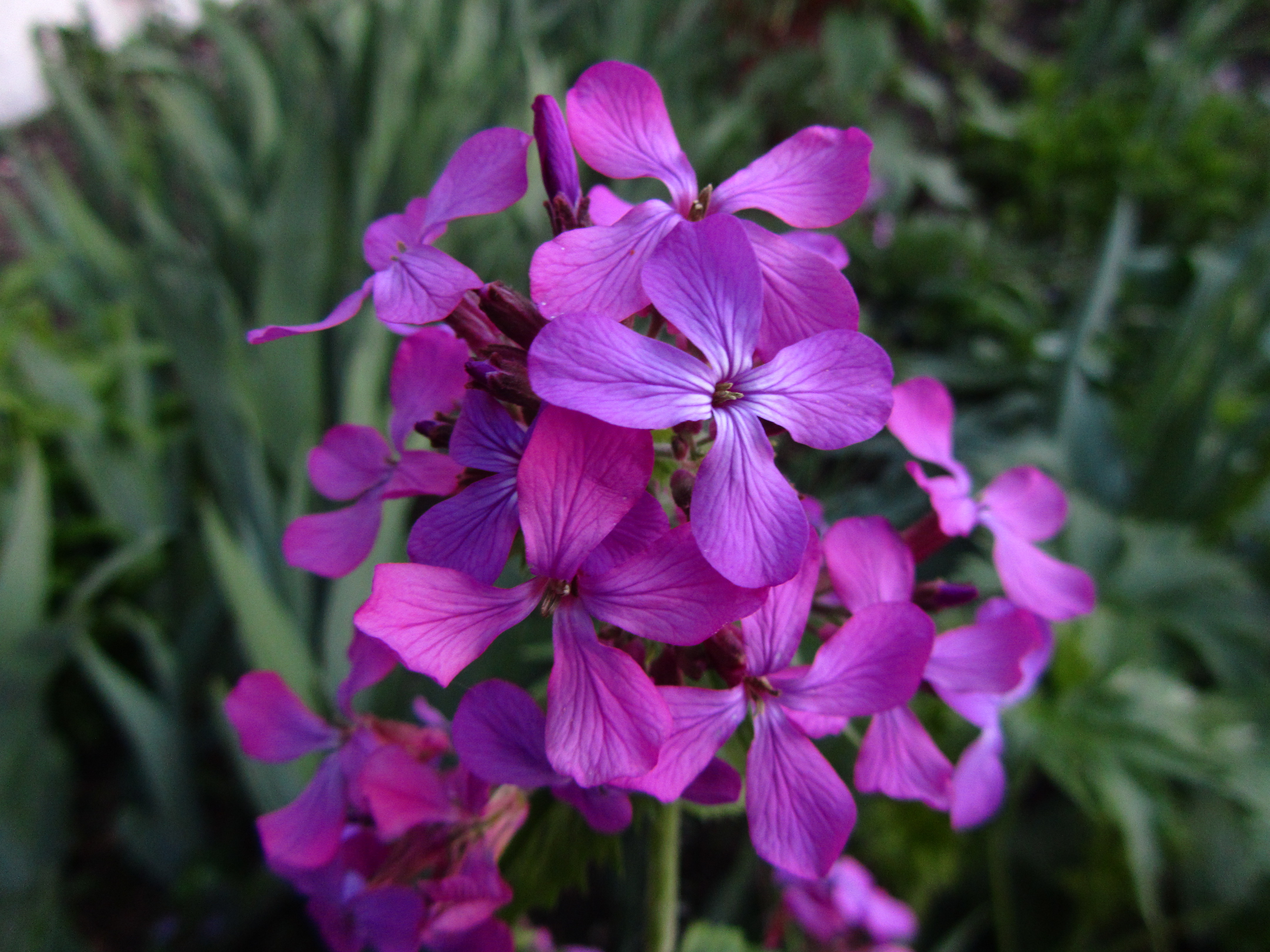 Téléchargez gratuitement l'image Fleurs, Fleur, Terre/nature sur le bureau de votre PC