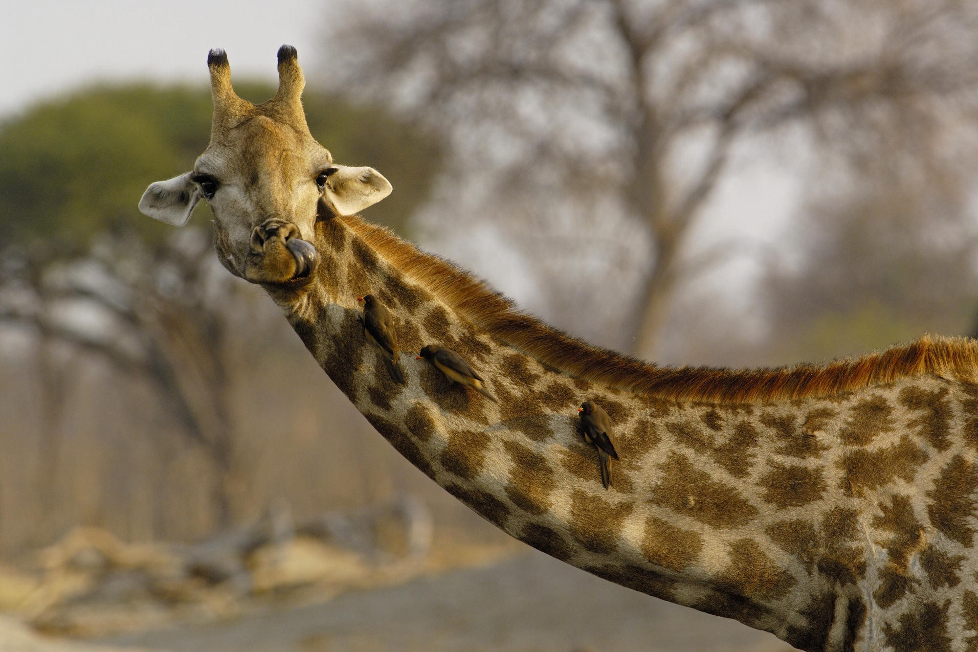Téléchargez des papiers peints mobile Girafe, Animaux gratuitement.