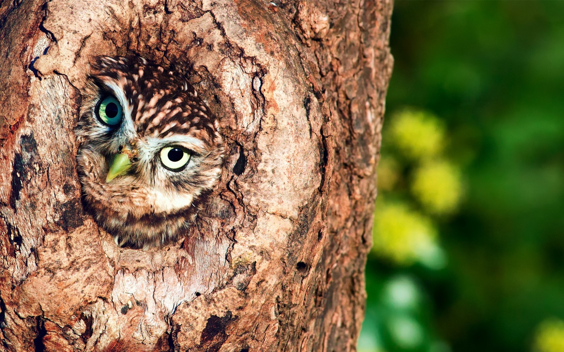 Laden Sie das Tiere, Vögel, Eule, Auge-Bild kostenlos auf Ihren PC-Desktop herunter