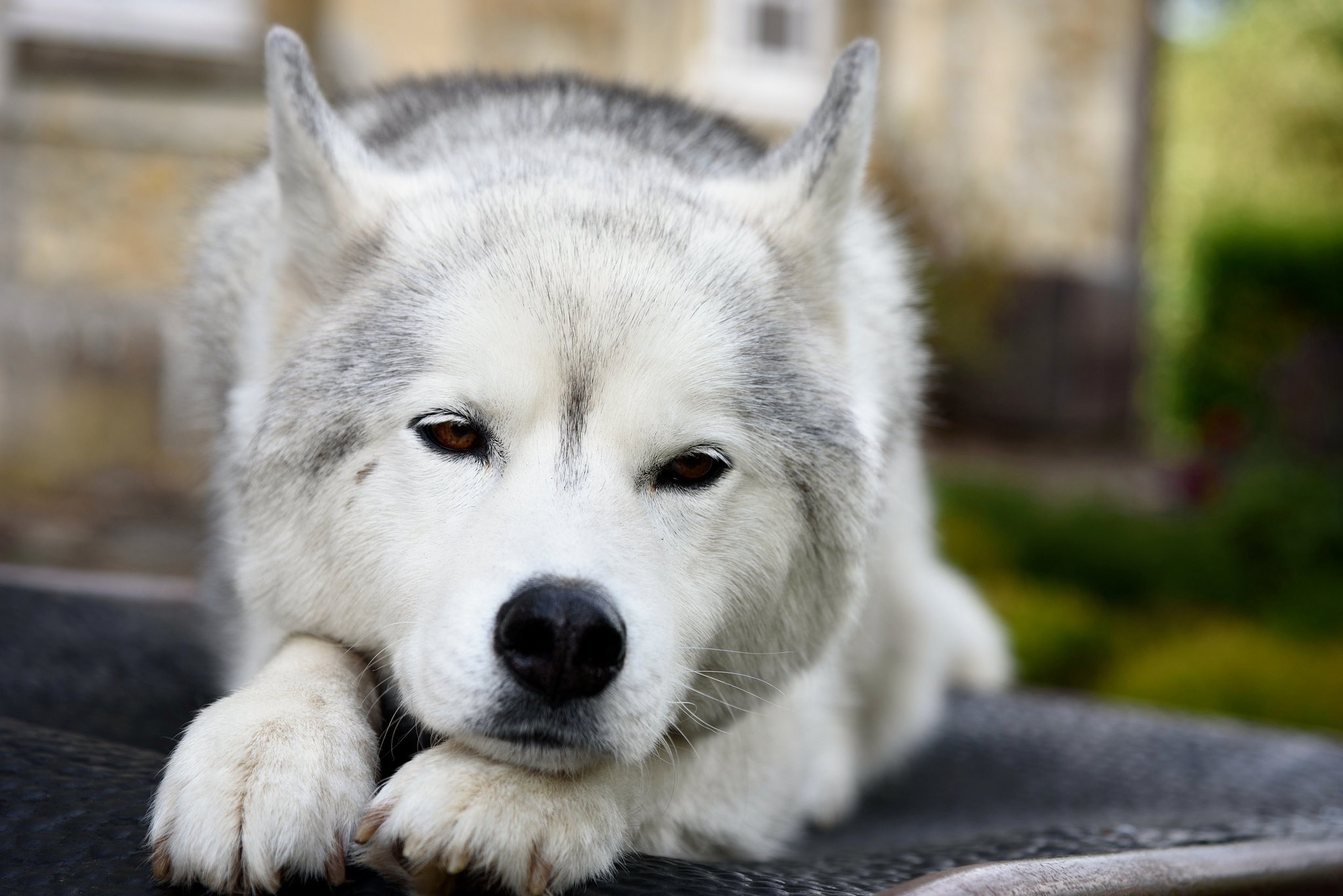 Free download wallpaper Dogs, Dog, Muzzle, Animal, Husky, Resting on your PC desktop
