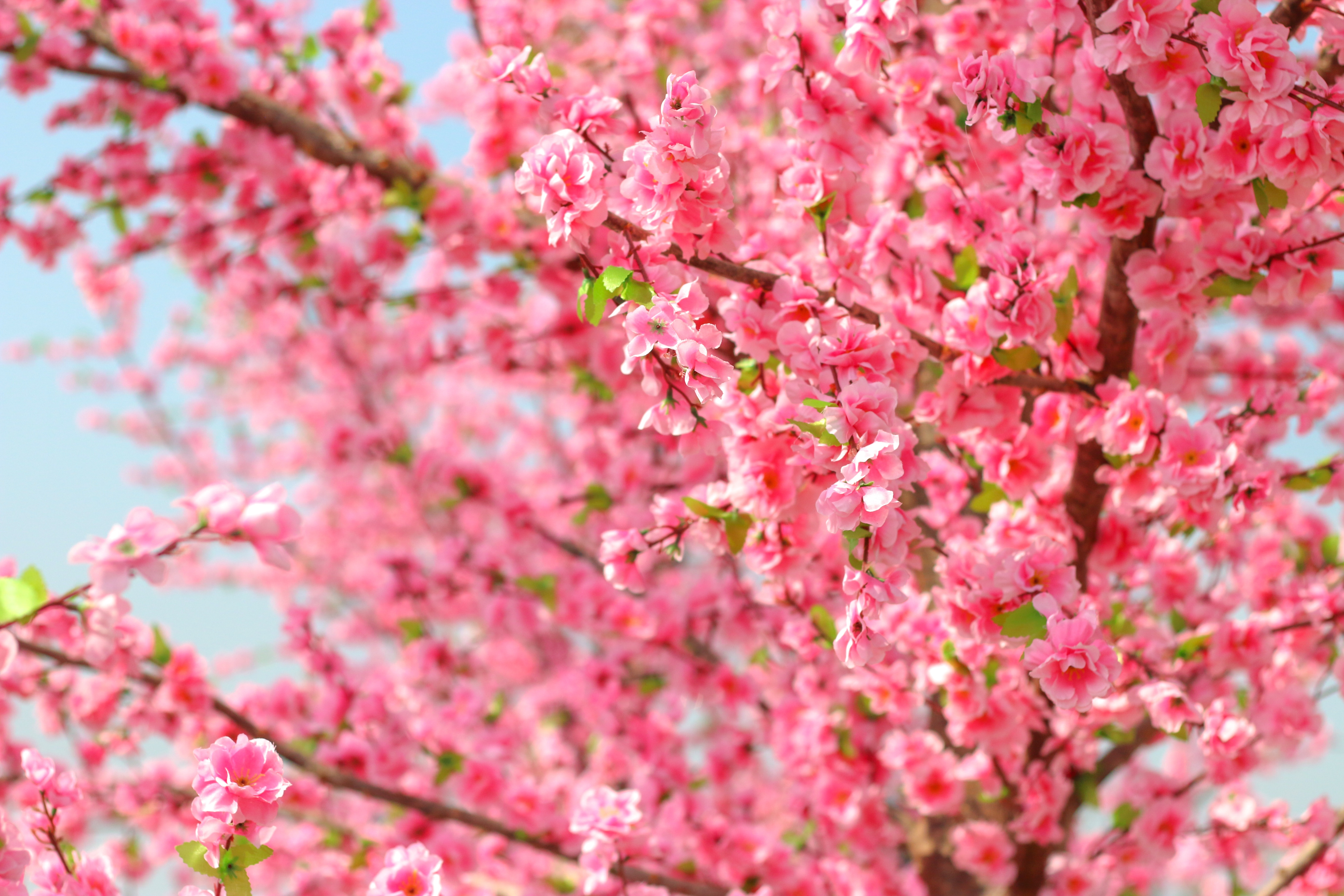 Скачать обои бесплатно Природа, Цветок, Весна, Цвести, Земля/природа, Розовый Цветок, Флауэрсы картинка на рабочий стол ПК