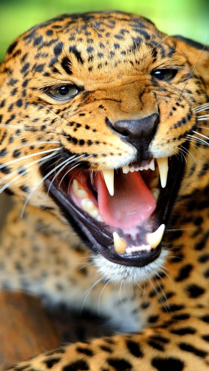 Download mobile wallpaper Cats, Jaguar, Animal for free.