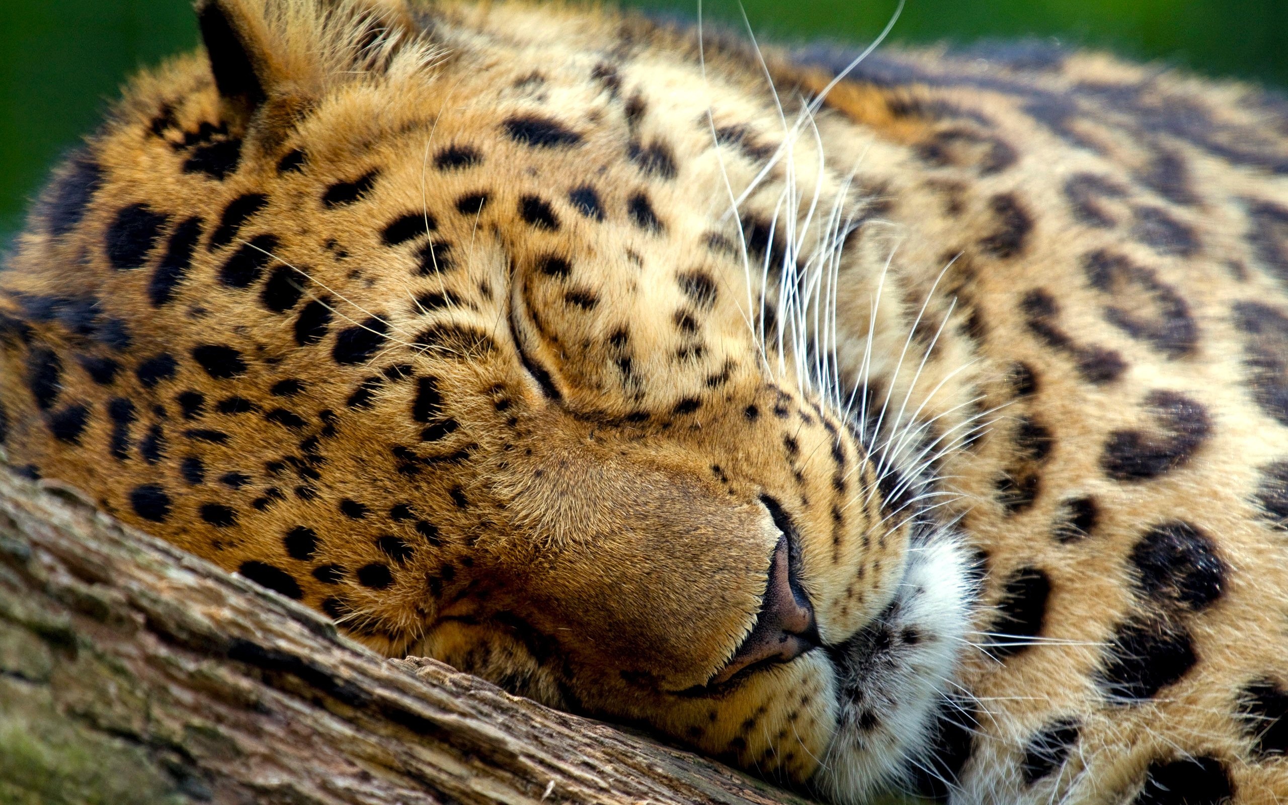 Free download wallpaper Leopard, Animal on your PC desktop