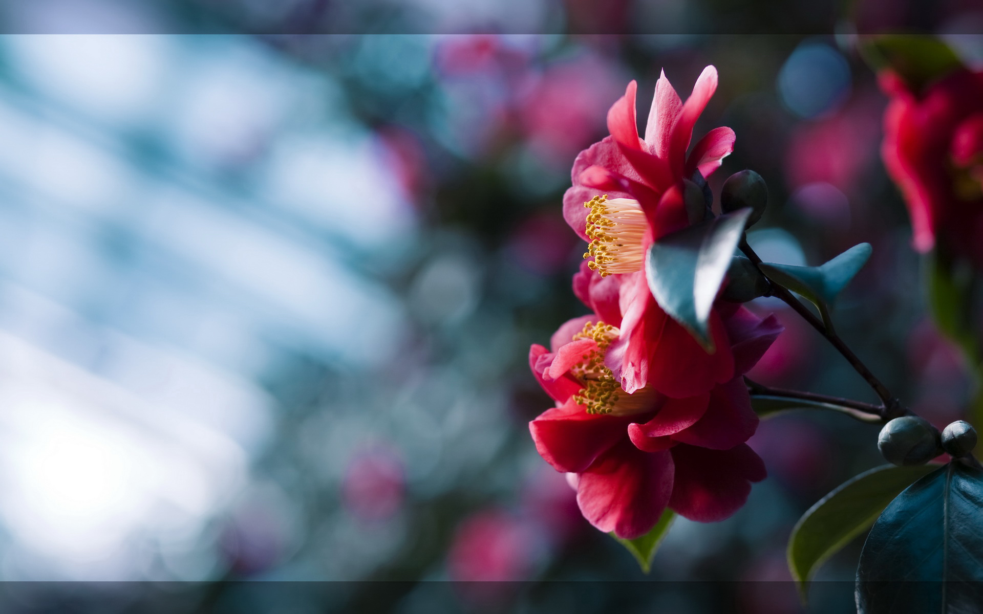 Free download wallpaper Flower, Earth on your PC desktop