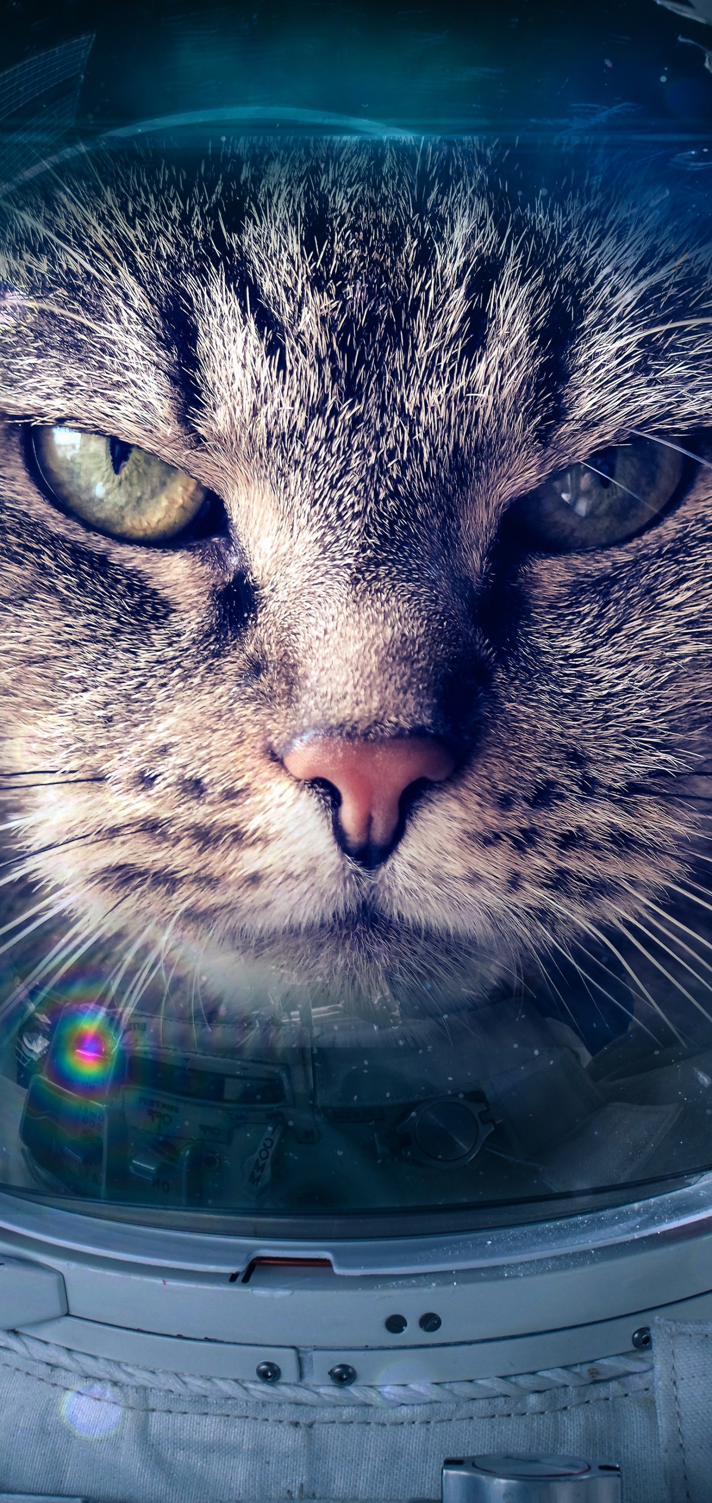 Descarga gratis la imagen Gatos, Gato, Humor, Astronauta en el escritorio de tu PC