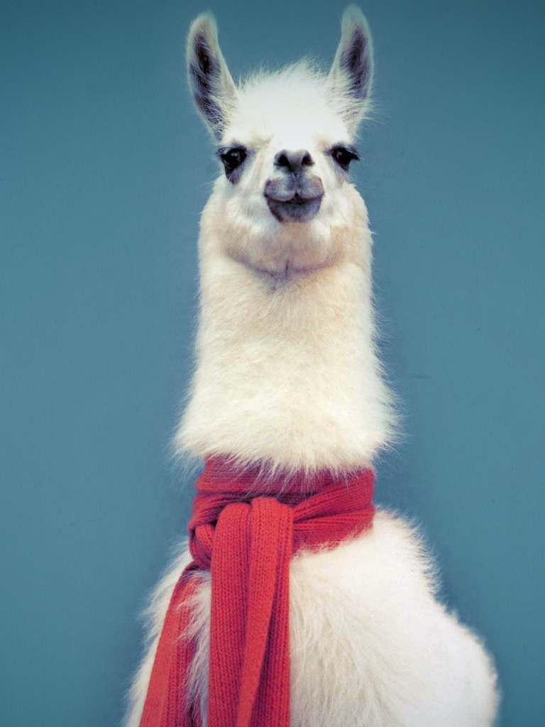 Download mobile wallpaper Animal, Llama for free.