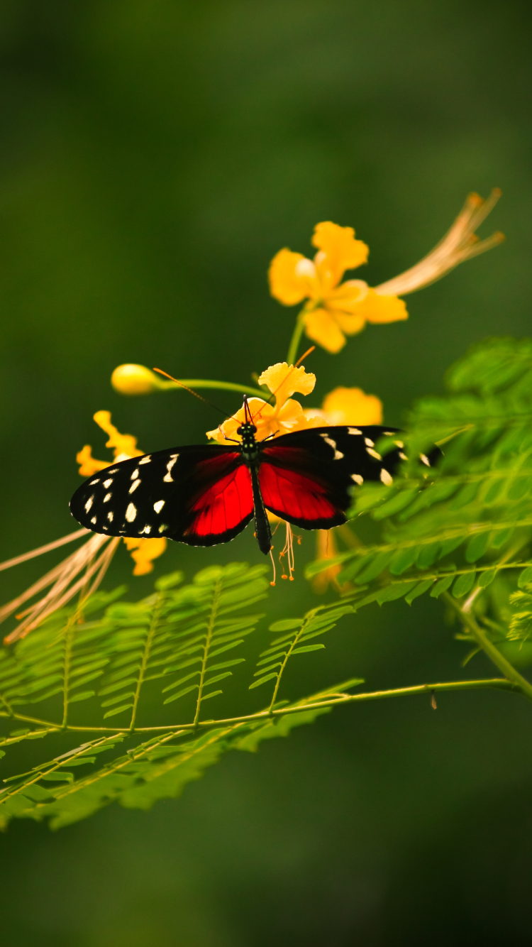 Handy-Wallpaper Tiere, Schmetterlinge, Blatt kostenlos herunterladen.