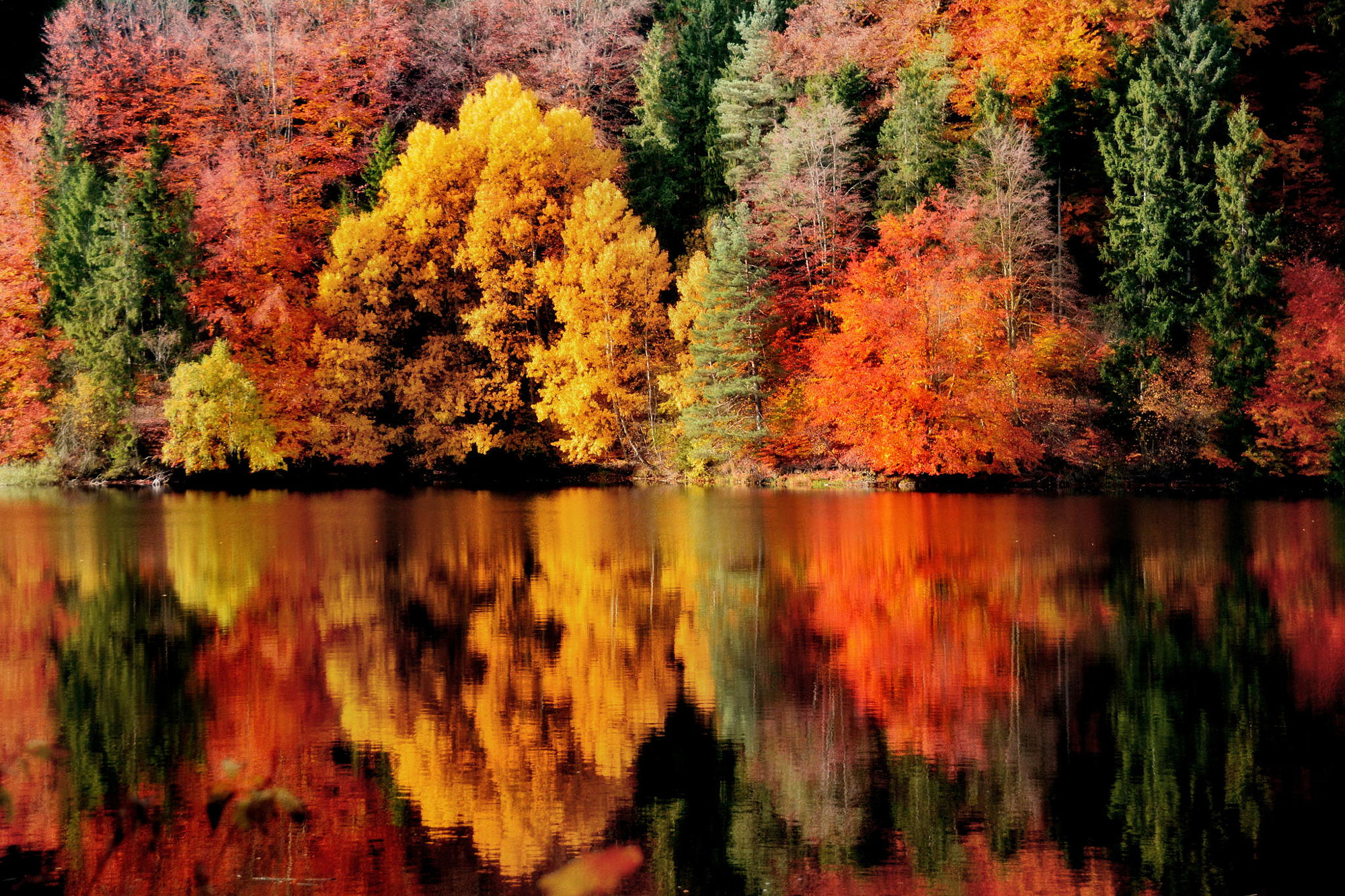 Handy-Wallpaper Herbst, See, Wald, Baum, Österreich, Erde/natur, Spiegelung kostenlos herunterladen.