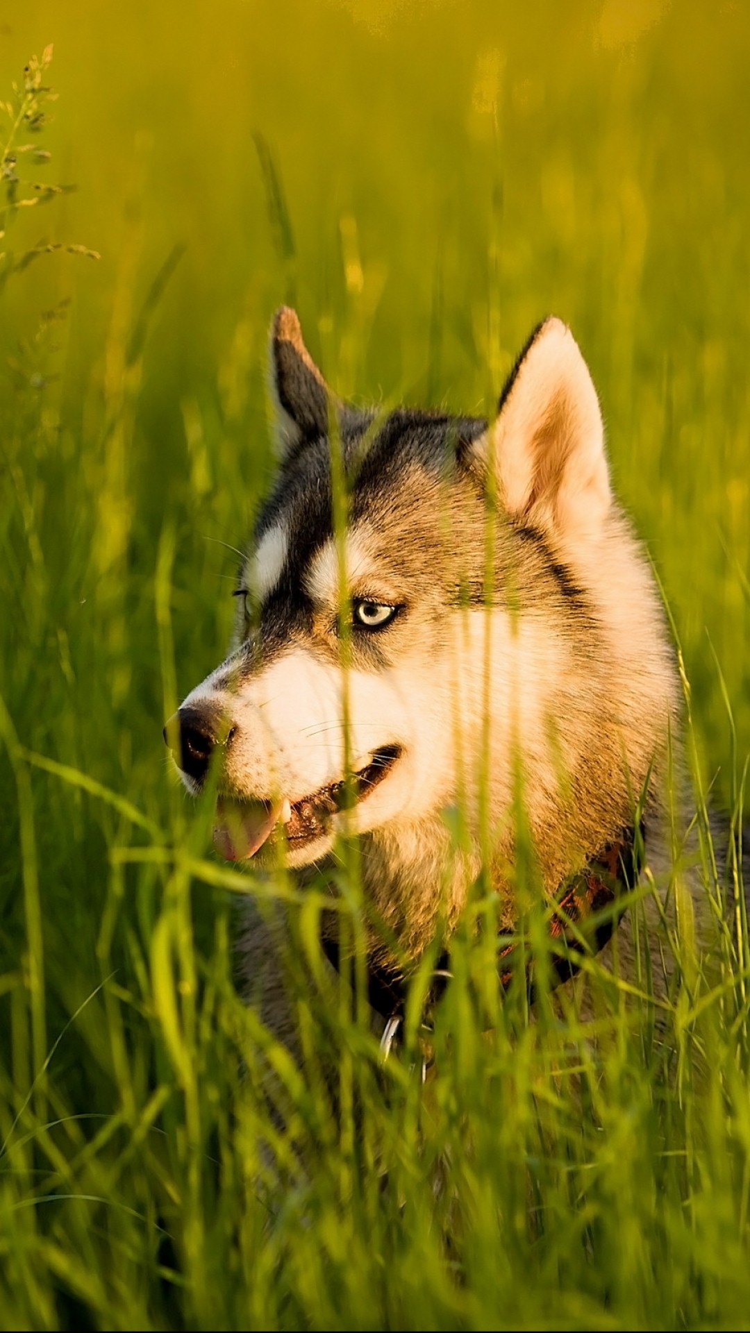 Download mobile wallpaper Dogs, Animal, Husky for free.