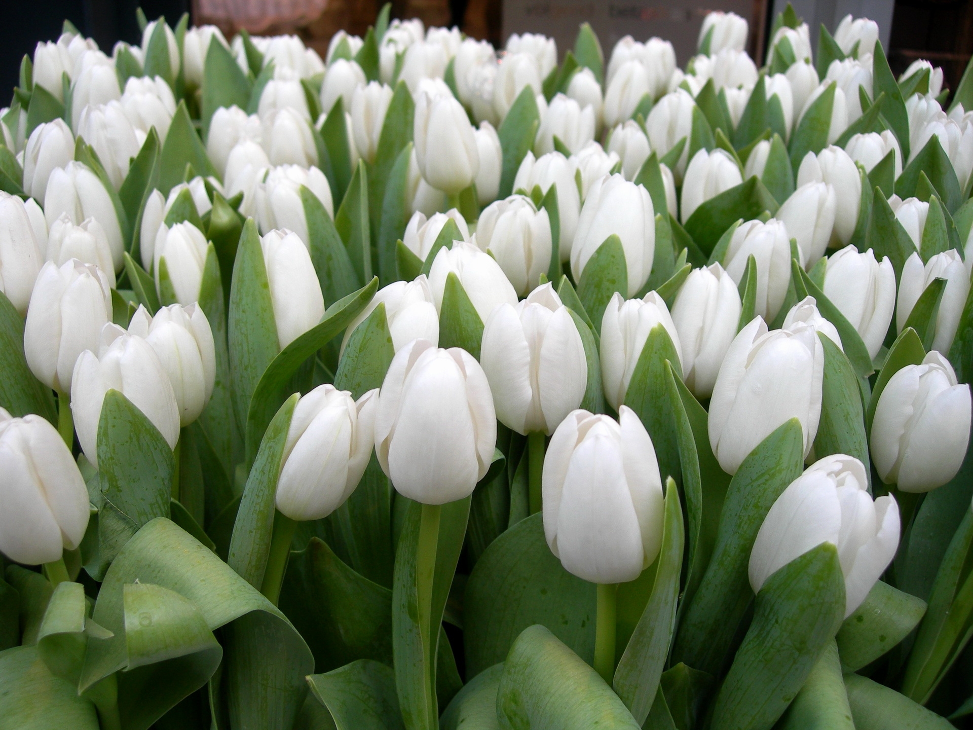 119656 скачать картинку тюльпаны, цветы, весна, красота, зелень, белые - обои и заставки бесплатно