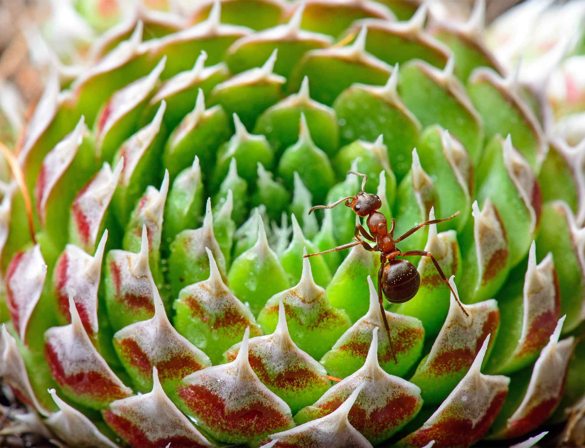 Download mobile wallpaper Plant, Macro, Animal, Ant for free.