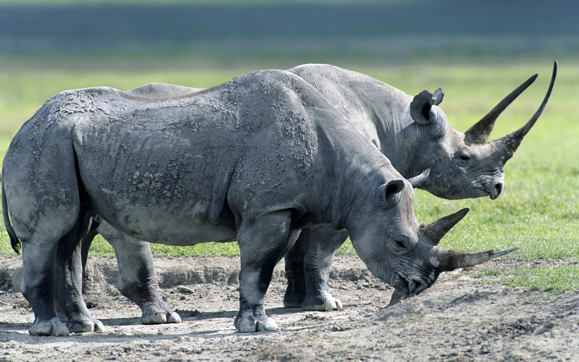 275812 descargar imagen animales, rinoceronte: fondos de pantalla y protectores de pantalla gratis