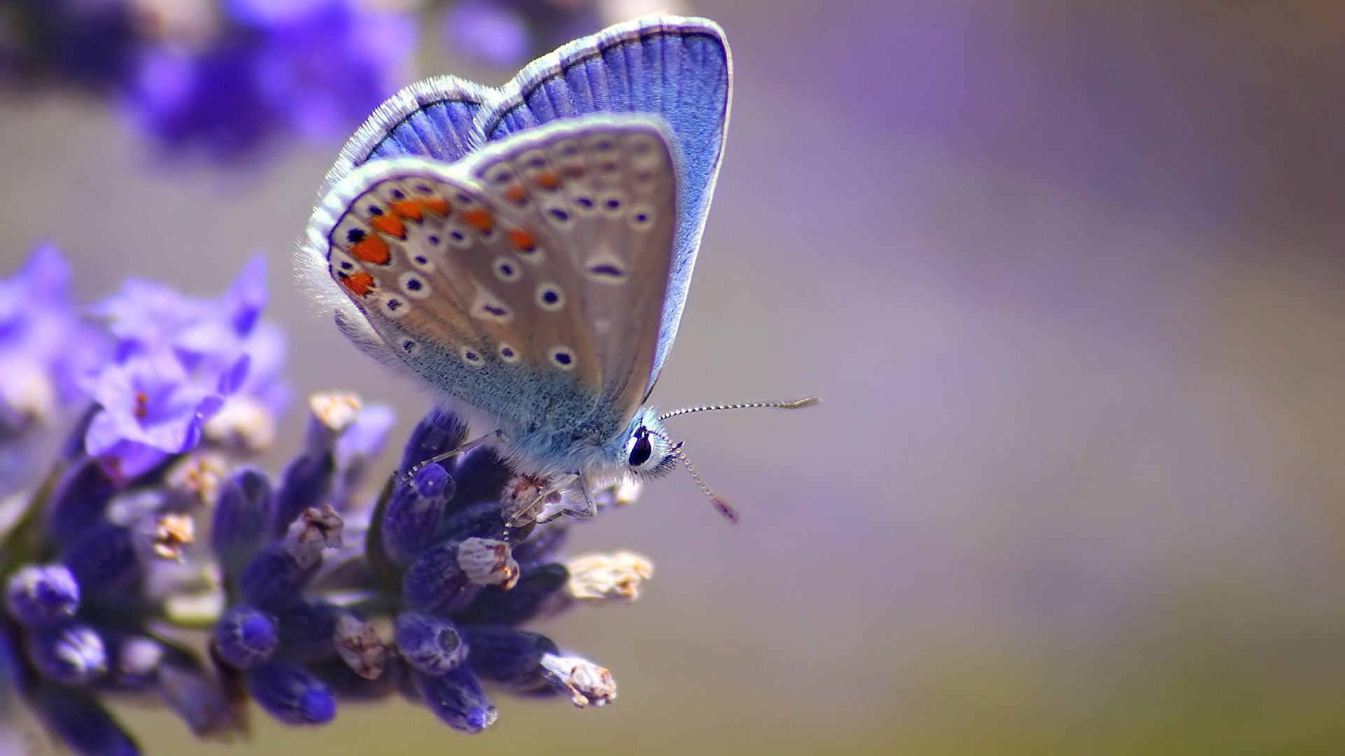 flower, macro, light, light coloured, flight, stains, spots, butterfly HD for desktop 1080p
