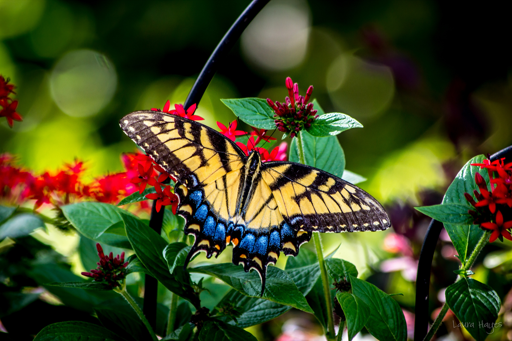 615173 Bildschirmschoner und Hintergrundbilder Schmetterlinge auf Ihrem Telefon. Laden Sie  Bilder kostenlos herunter