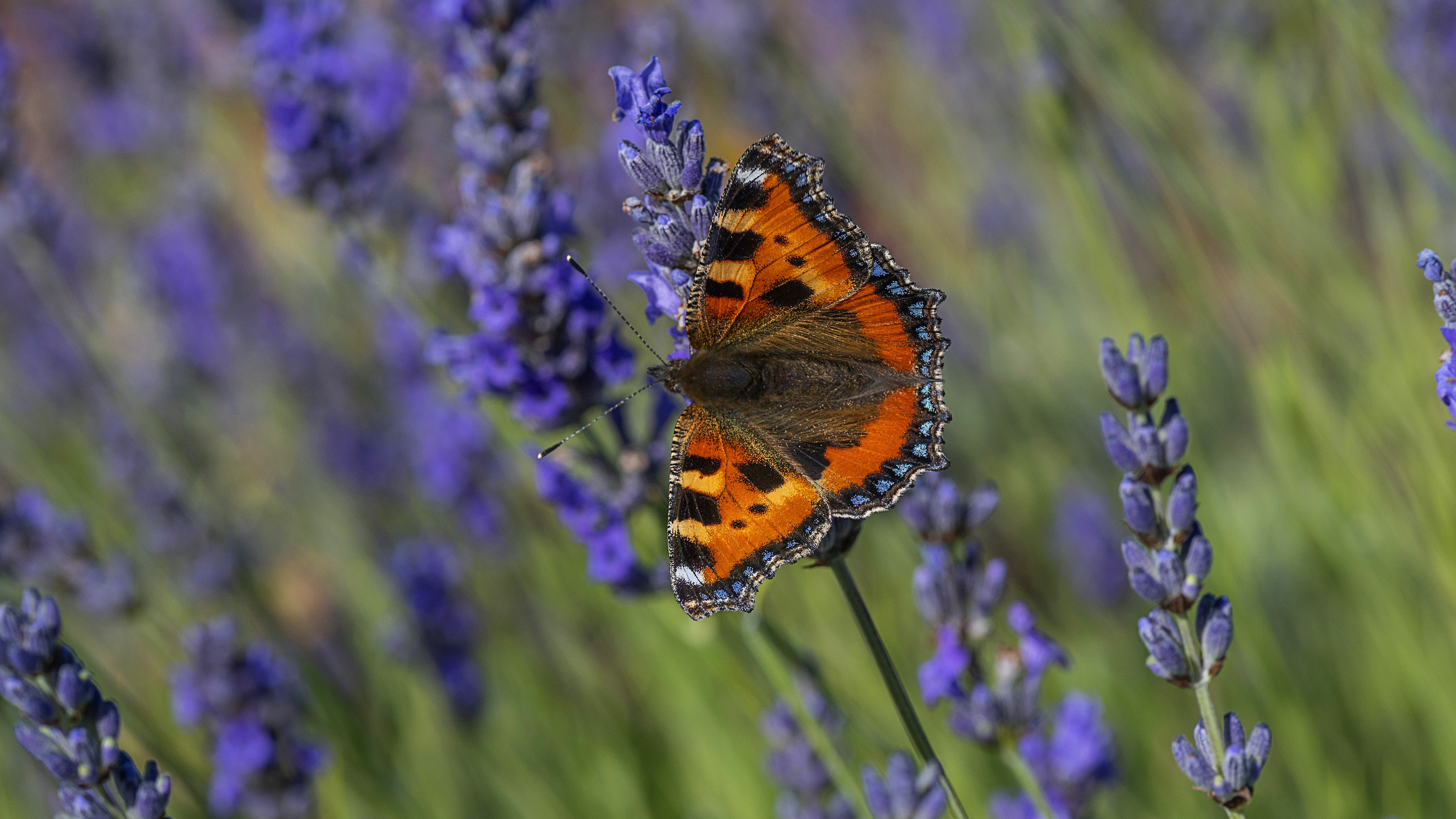 Free download wallpaper Flower, Macro, Butterfly, Animal, Lavender on your PC desktop