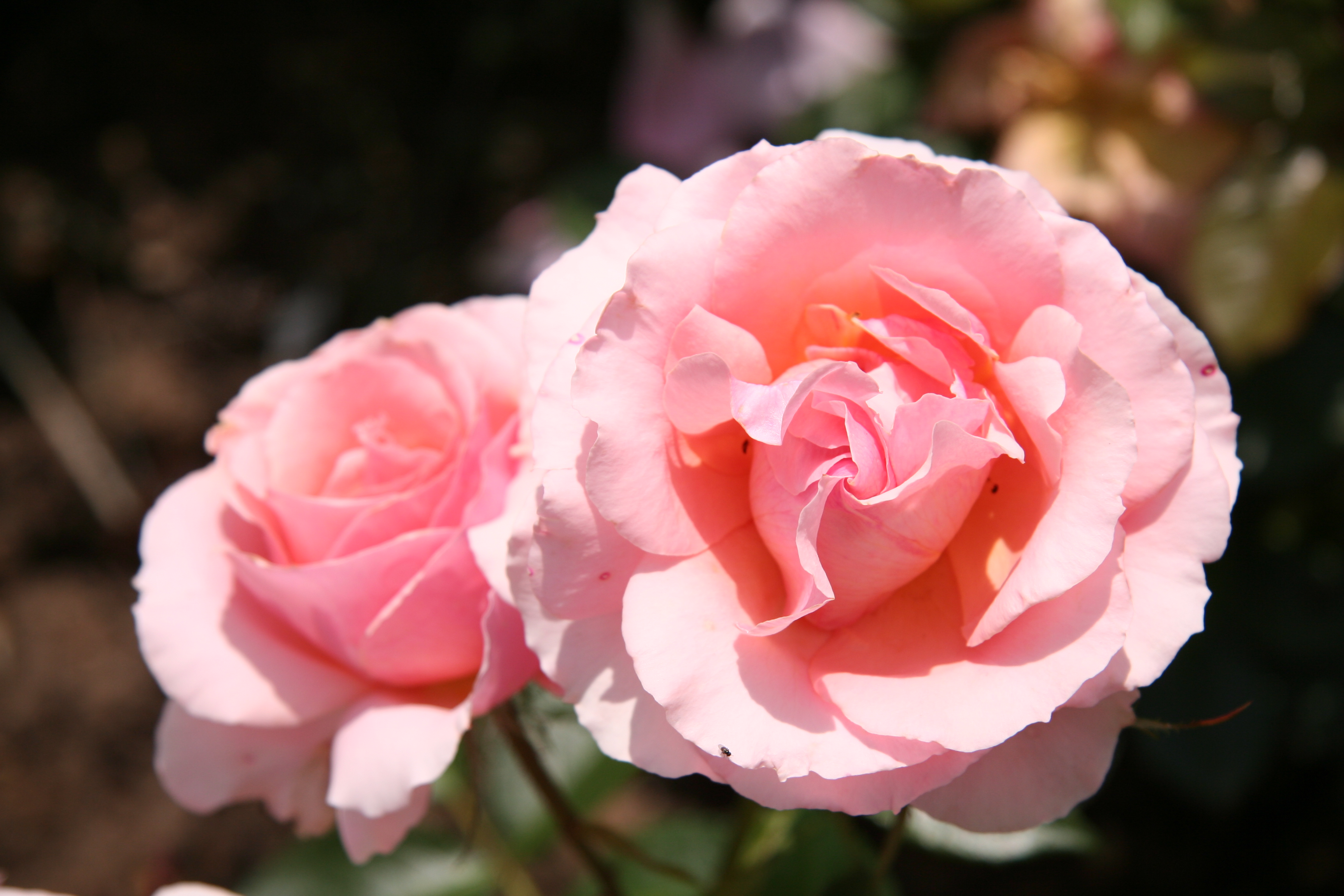 Téléchargez gratuitement l'image Fleurs, Rose, Terre/nature sur le bureau de votre PC