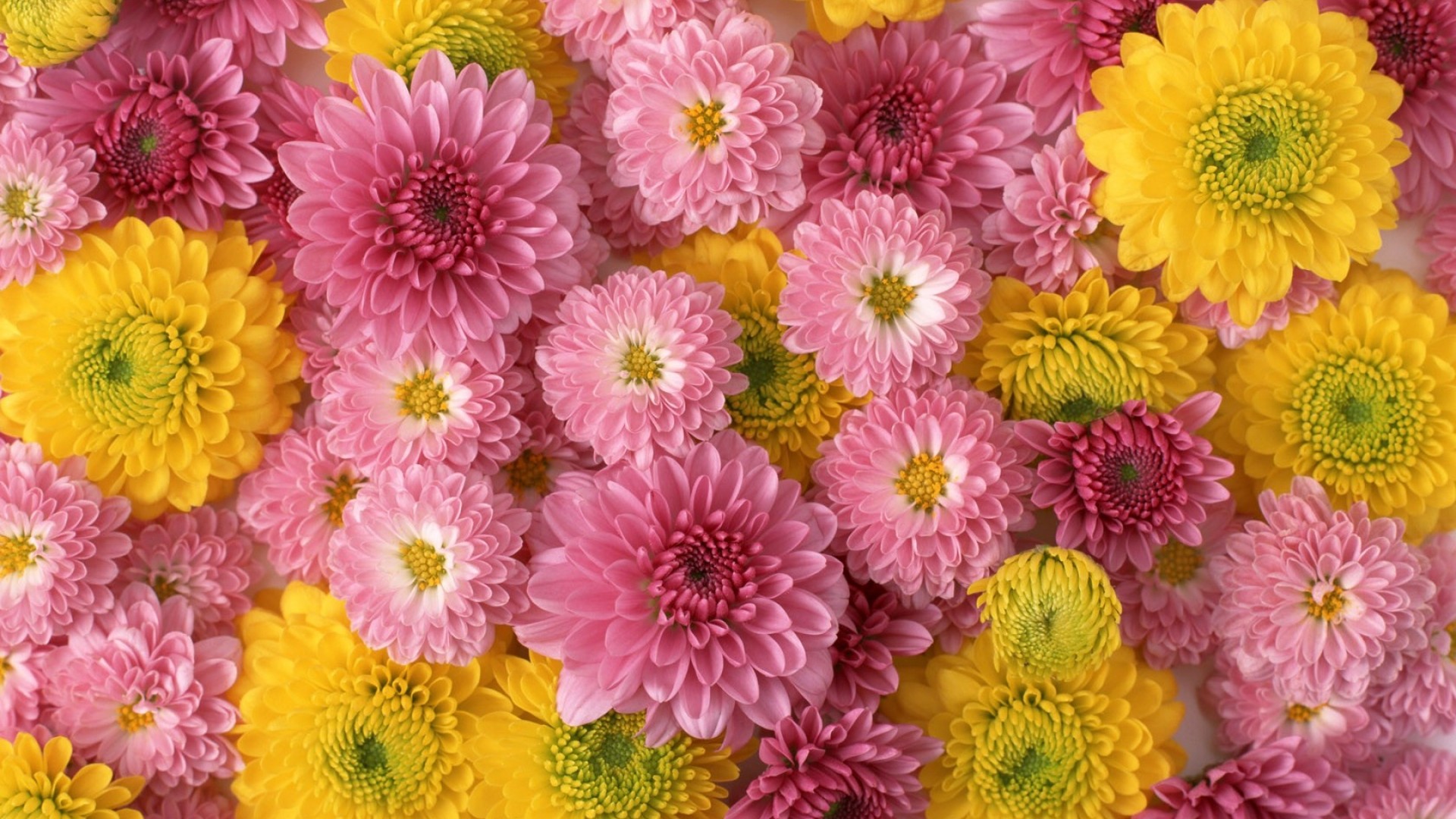 Free download wallpaper Flowers, Chrysanthemum, Flower, Earth, Yellow Flower, Pink Flower on your PC desktop