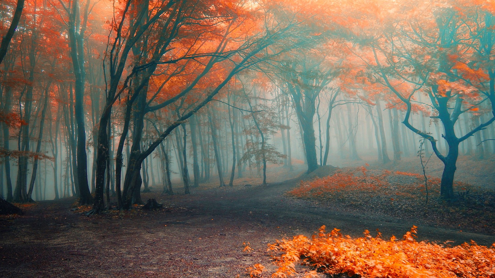 PCデスクトップに秋, 道, 森, 霧, 地球画像を無料でダウンロード