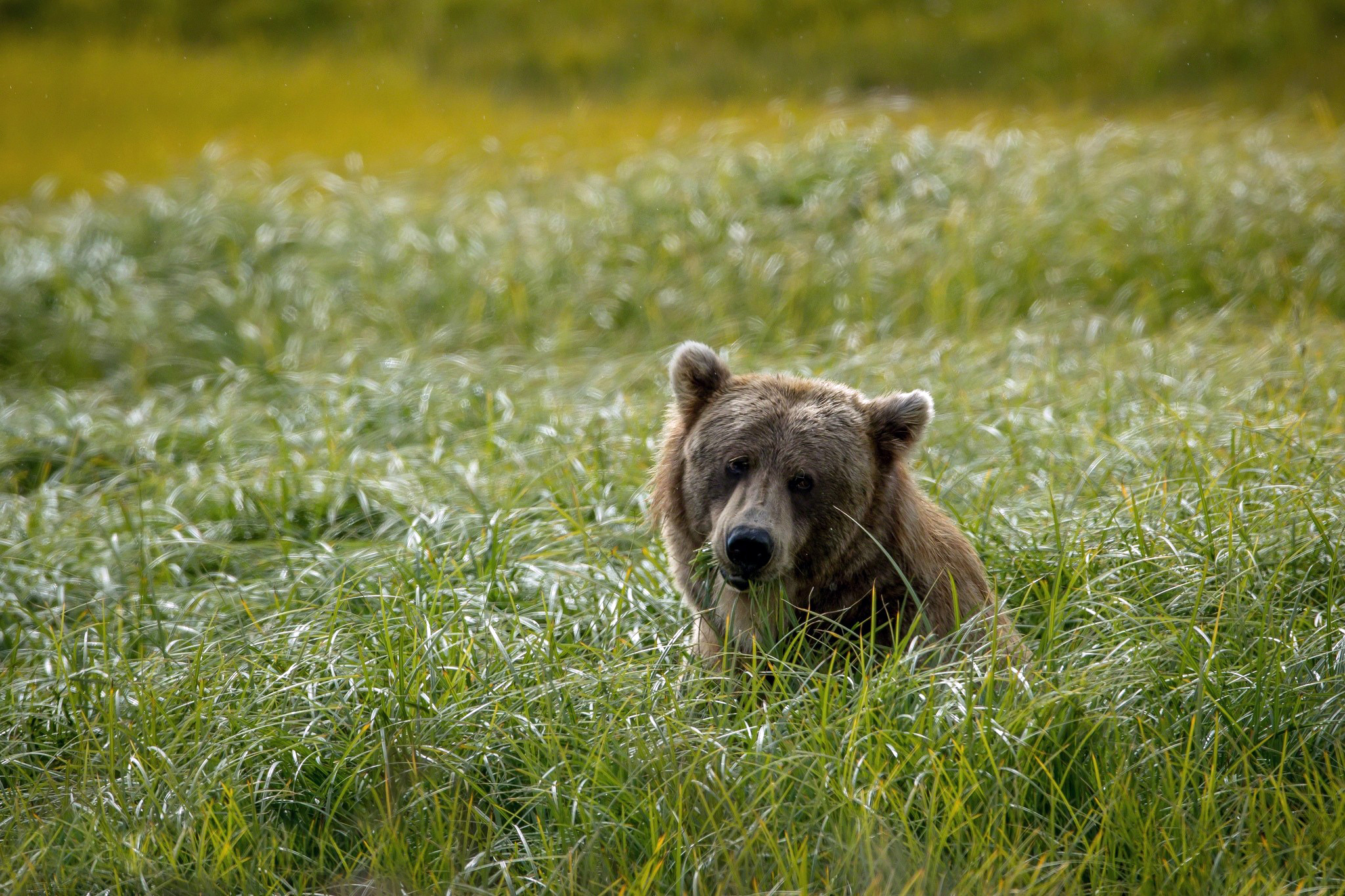 Handy-Wallpaper Bären, Bär, Tiere kostenlos herunterladen.