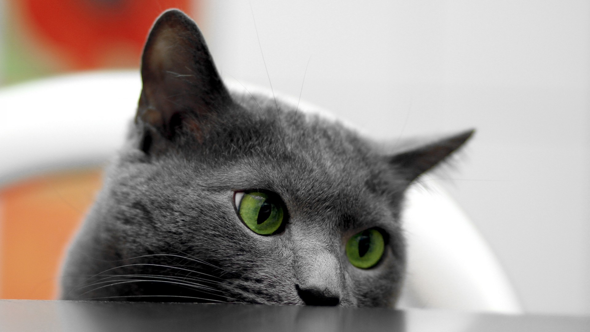 Free download wallpaper Cat, Animal on your PC desktop