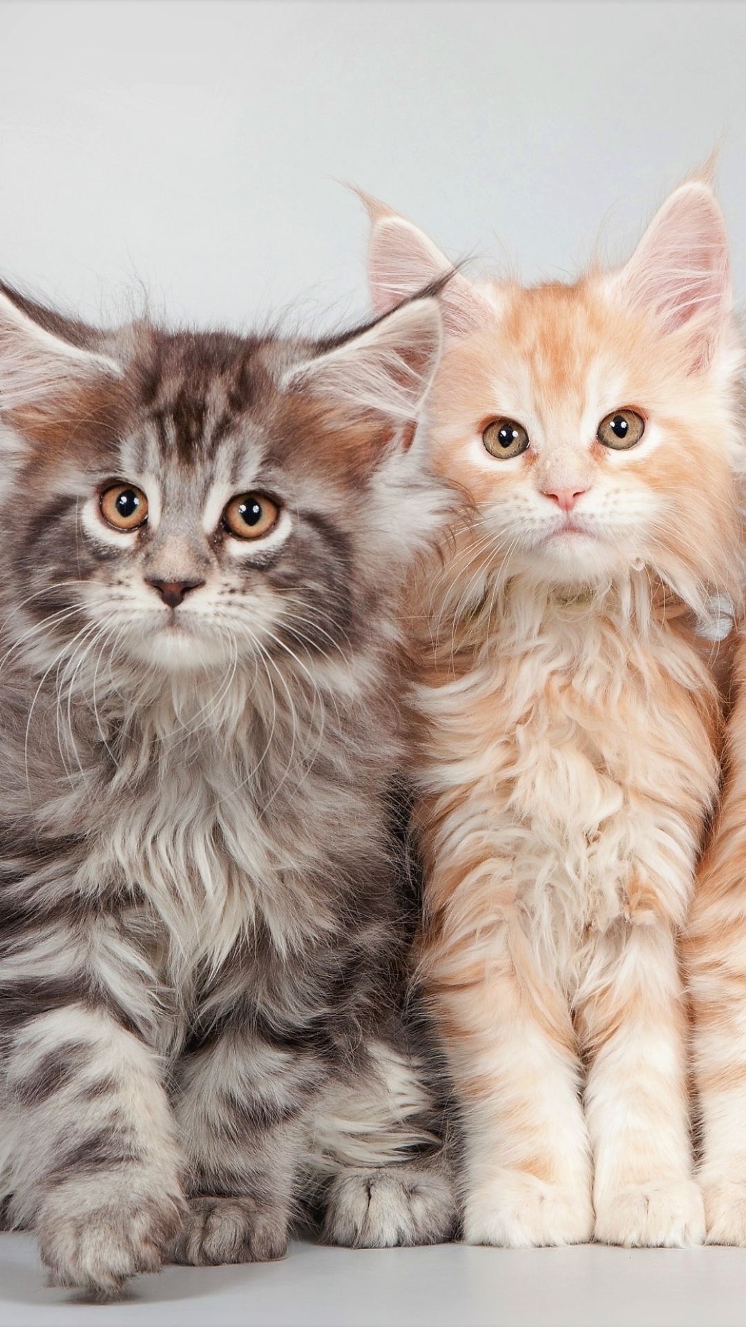 Handy-Wallpaper Tiere, Katzen, Katze, Kätzchen, Süß, Amerikanische Waldkatze, Tierbaby kostenlos herunterladen.