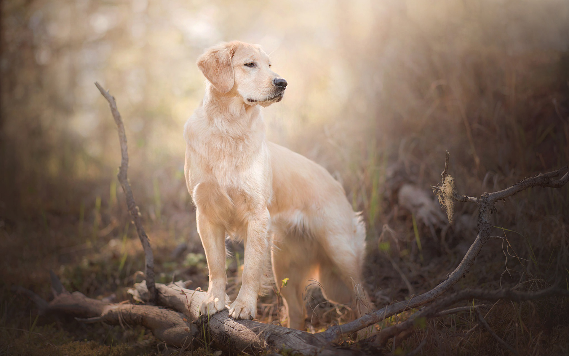 PCデスクトップにゴールデンレトリバー, 犬, 動物画像を無料でダウンロード