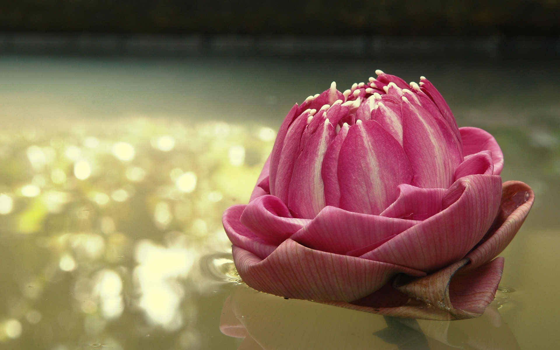 Laden Sie das Lotus, Blume, Erde/natur, Pinke Blume-Bild kostenlos auf Ihren PC-Desktop herunter